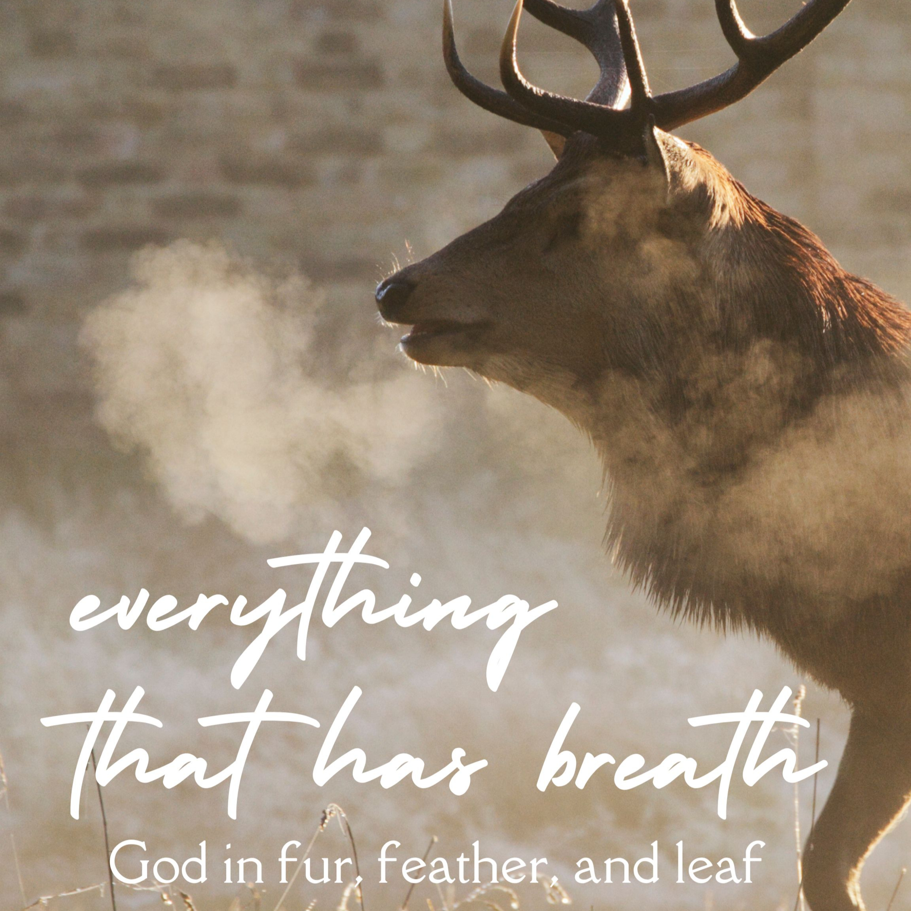 24.04.14. Sermon. Everything That Has Breath: A Little Goes A Long Way episode artwork