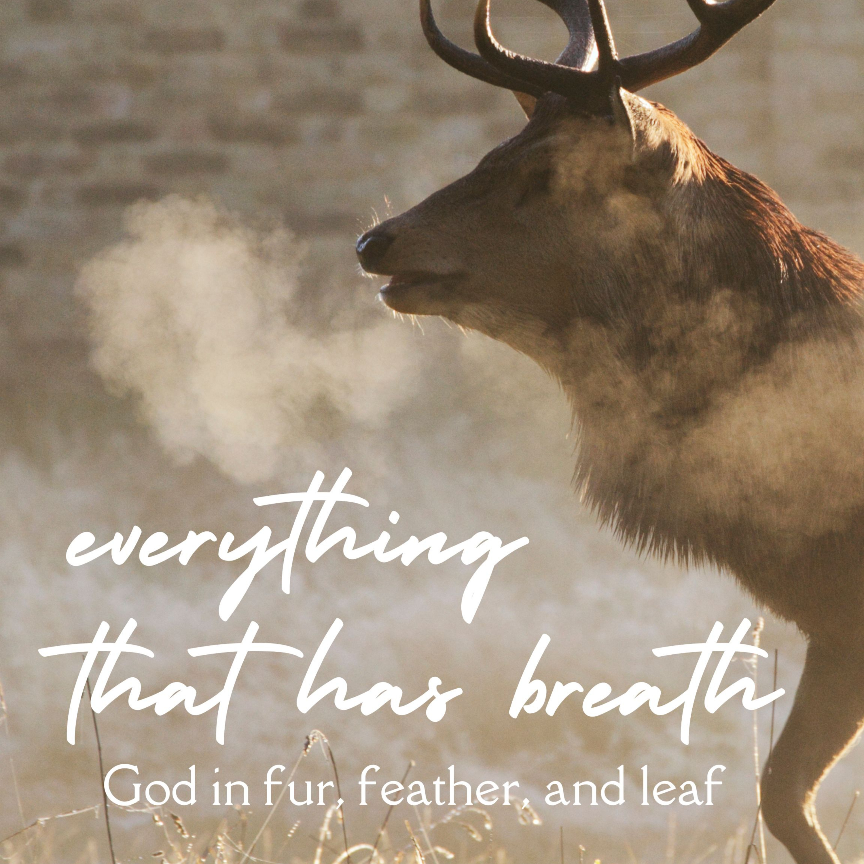 24.04.21. Sermon. Everything That Has Breath: Hope For A Slow-Growth Species" episode artwork