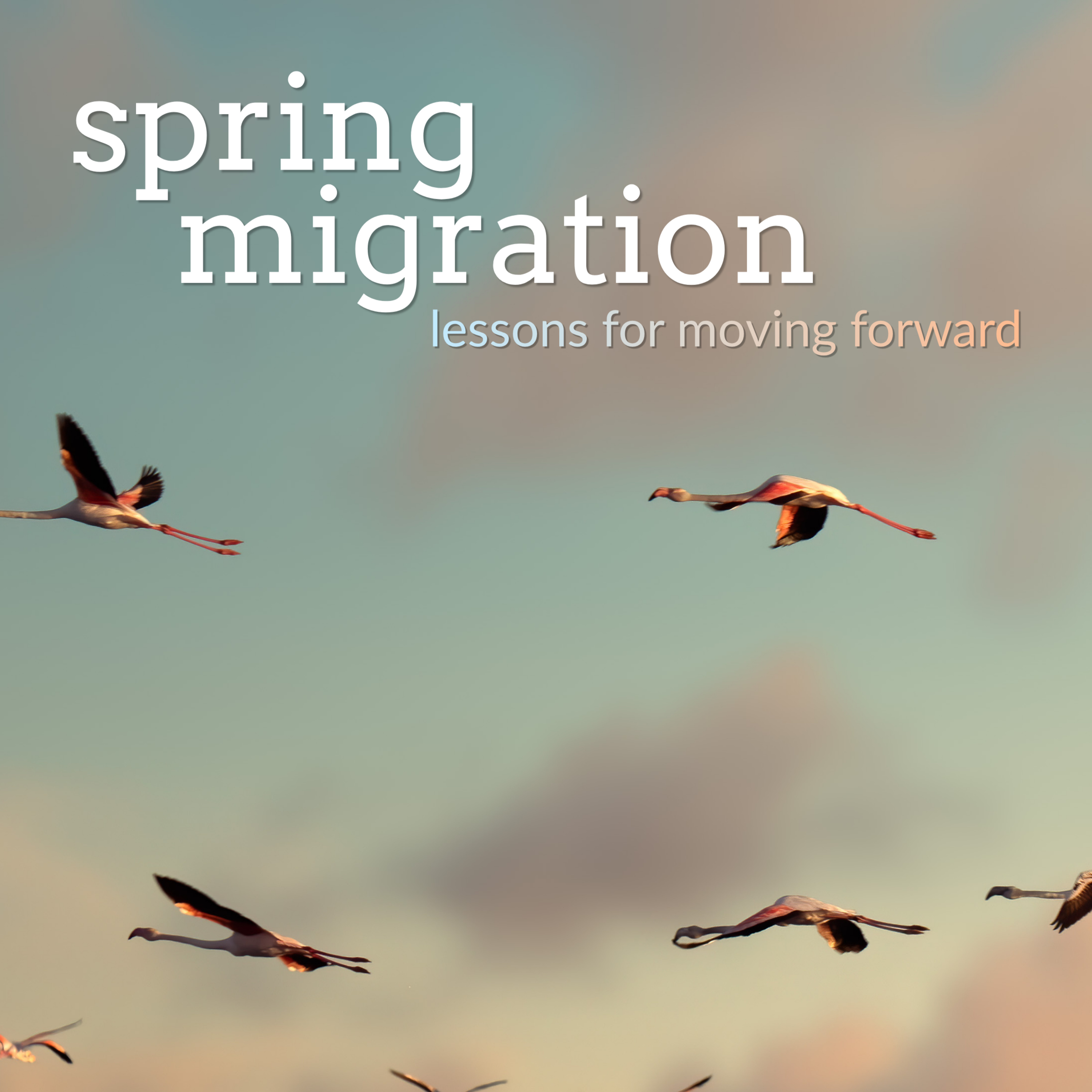 26.05.03. Sermon. Spring Migration: Grace for the Wren  episode artwork