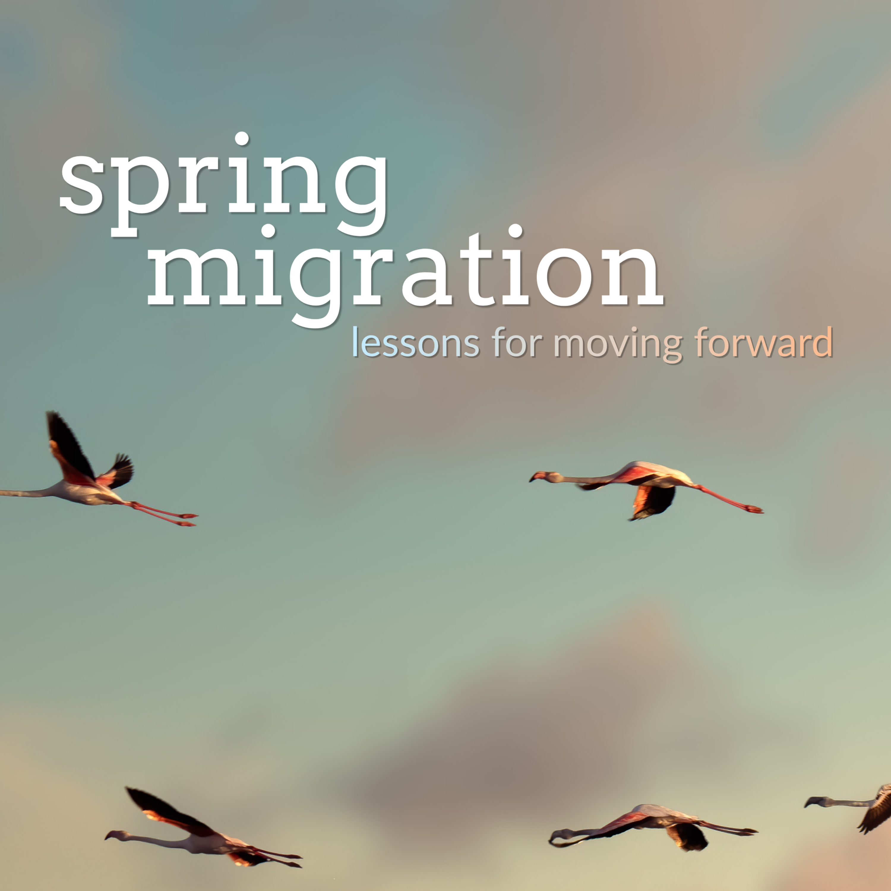 26.05.17. Sermon. Spring Migration: From Glottophobia to Glossolalia episode artwork