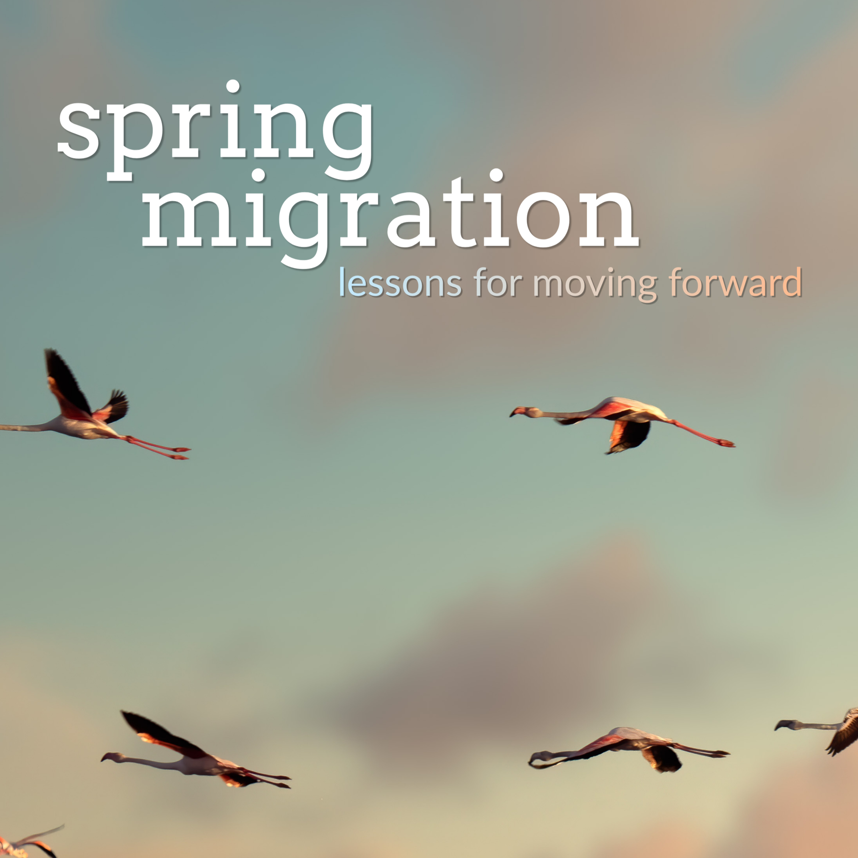 26.05.24. Sermon. Spring Migration: Pentecost, parts II, III, IV, V… What am I missing? episode artwork