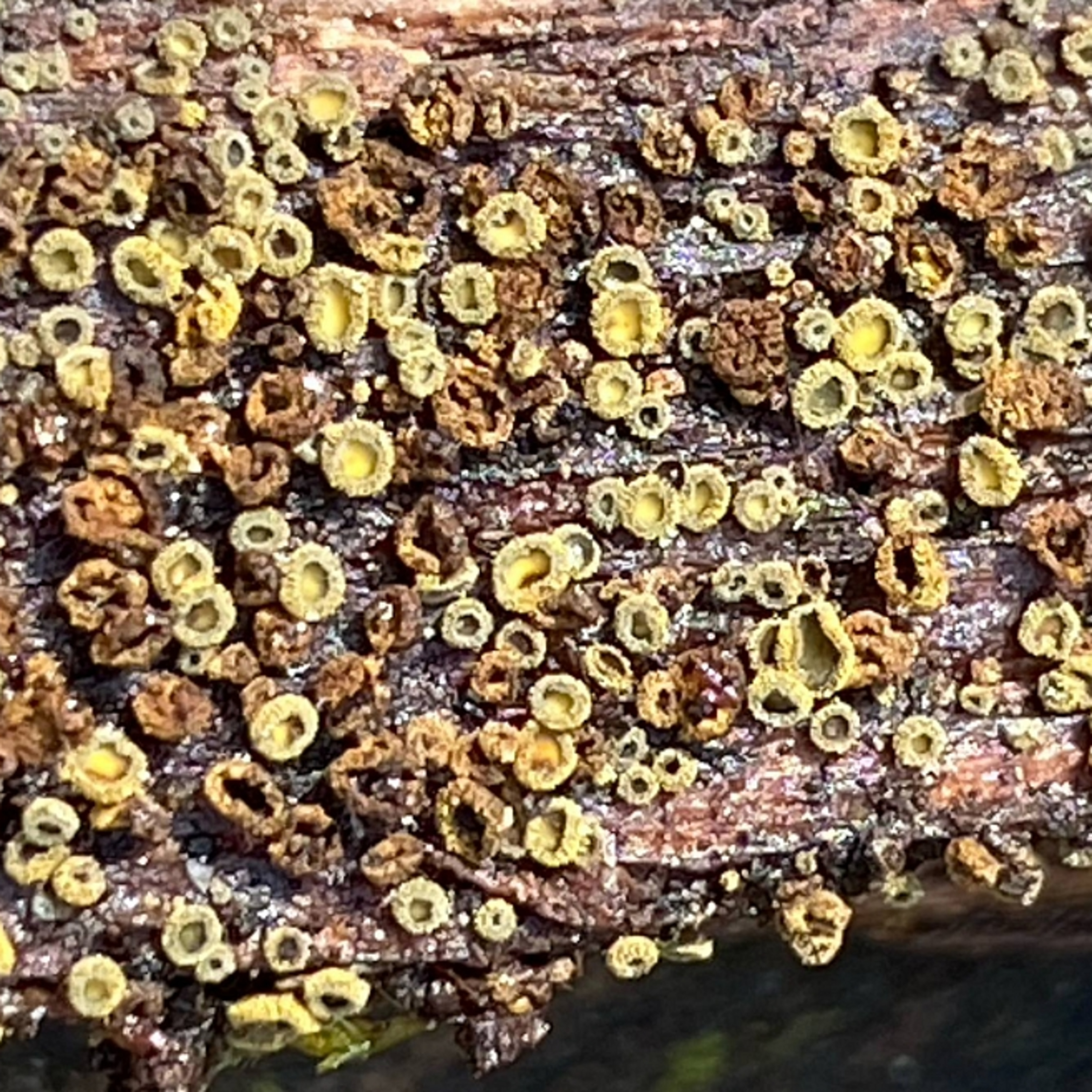 Vai sēnes ir visur?