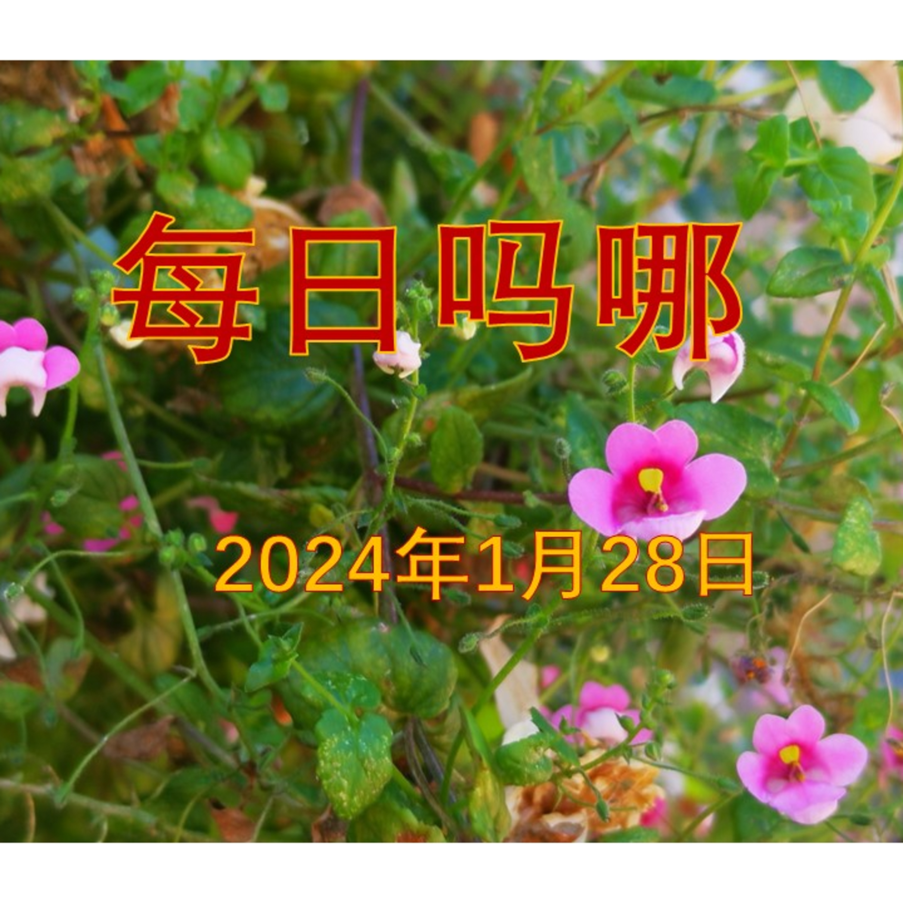 {每日吗哪}-2024年1月28日  不忘历史