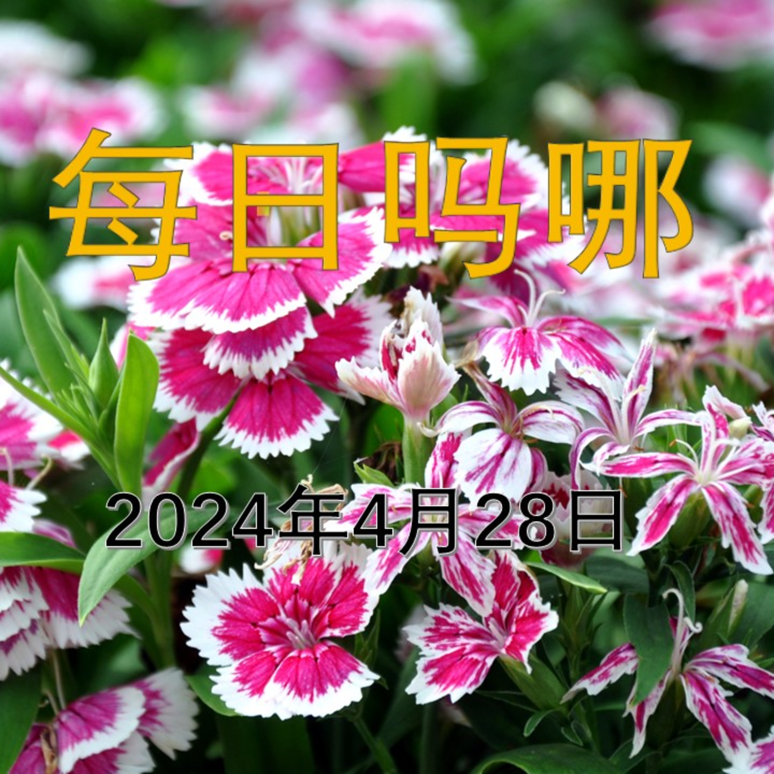 {每日吗哪}-2024年 4月28日  急难中的帮助