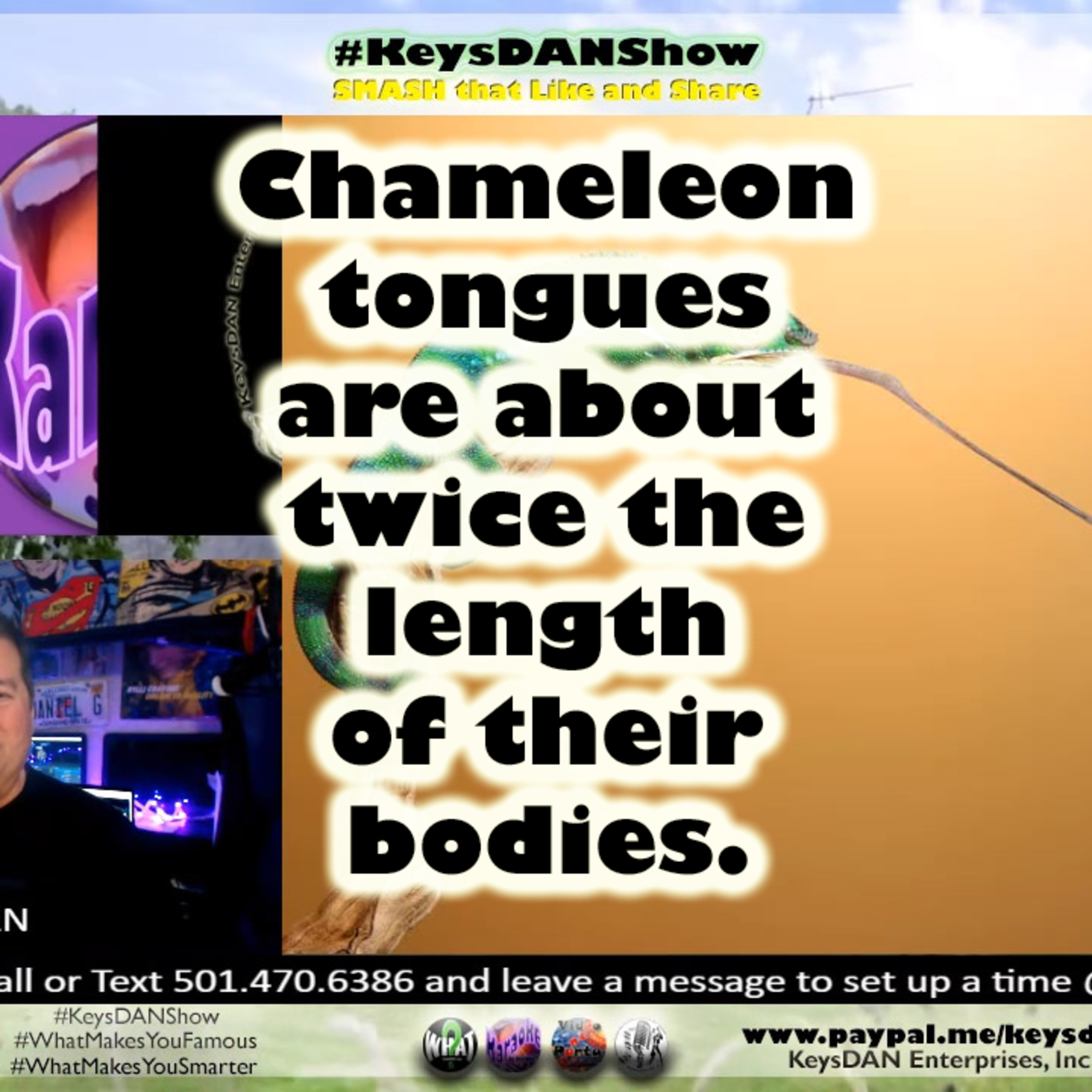 Chameleon tongues are about twice the length of their bodies. KeysDAN Show #FACTS #KeysDANShow @KeysDAN episode artwork