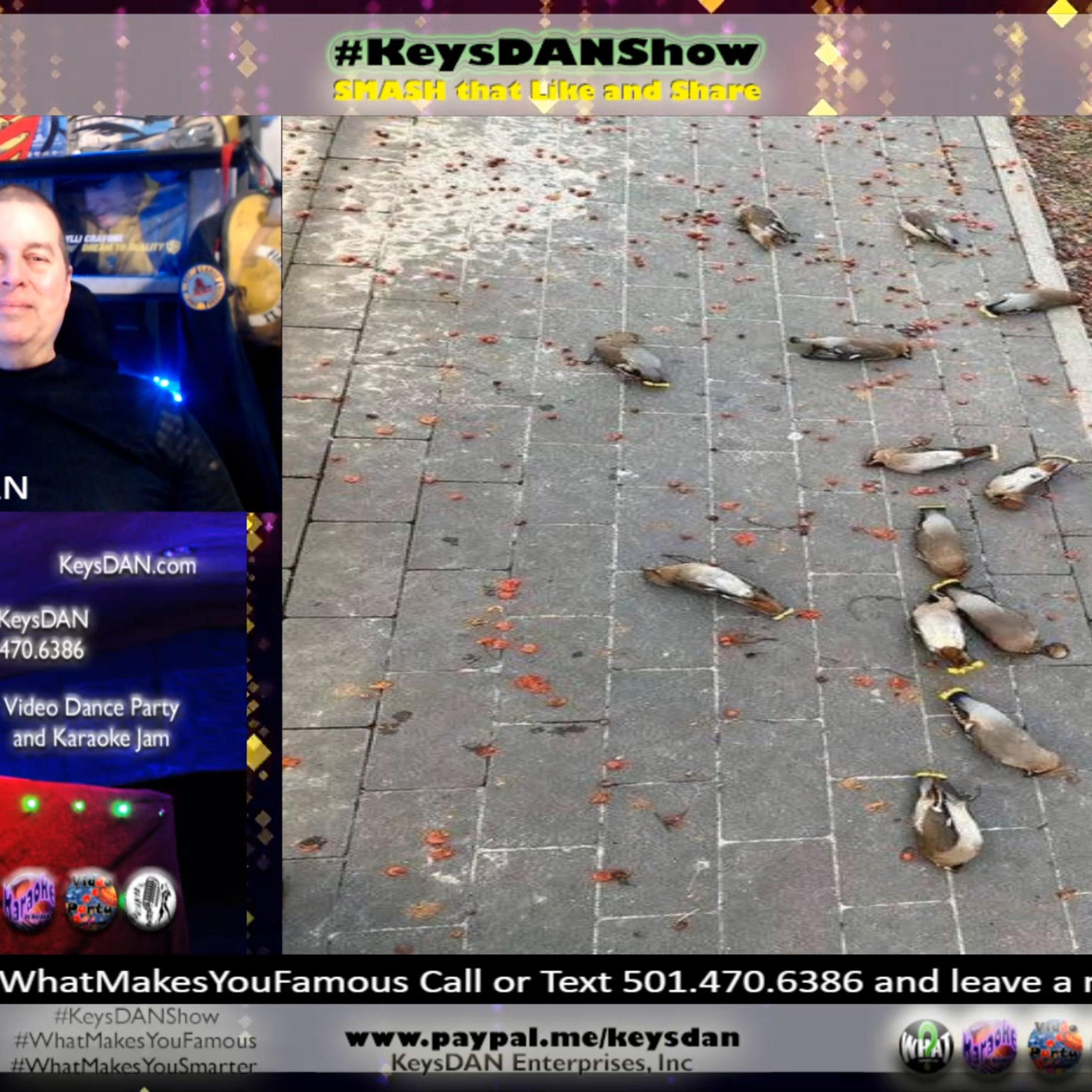 Drunk Waxwings: Nature's Hilarious Berry Binge KeysDAN Show #Science #KeysDANShow @KeysDAN episode artwork