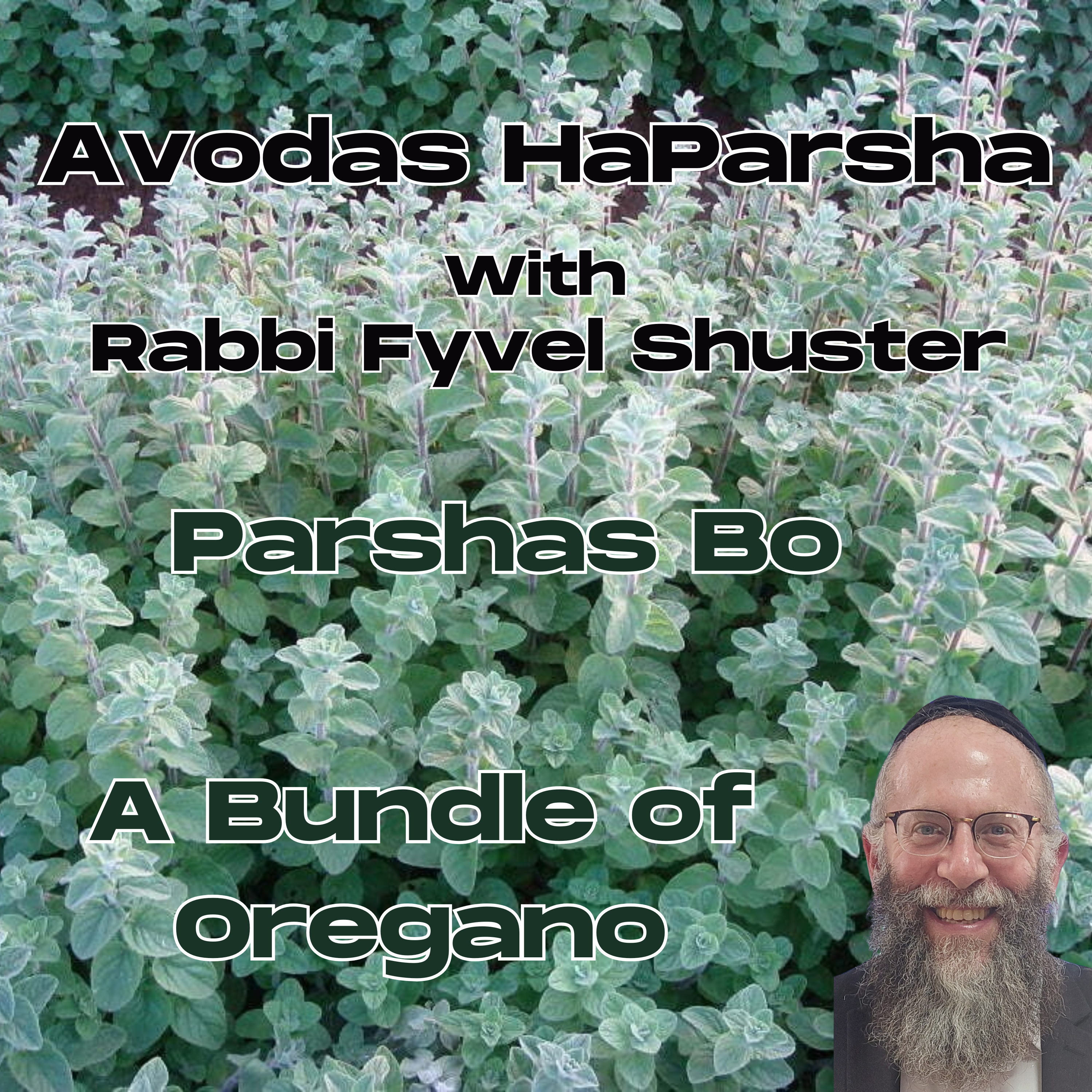 A Bundle of Oregano - Avodas HaParsha - Parshas Bo episode artwork