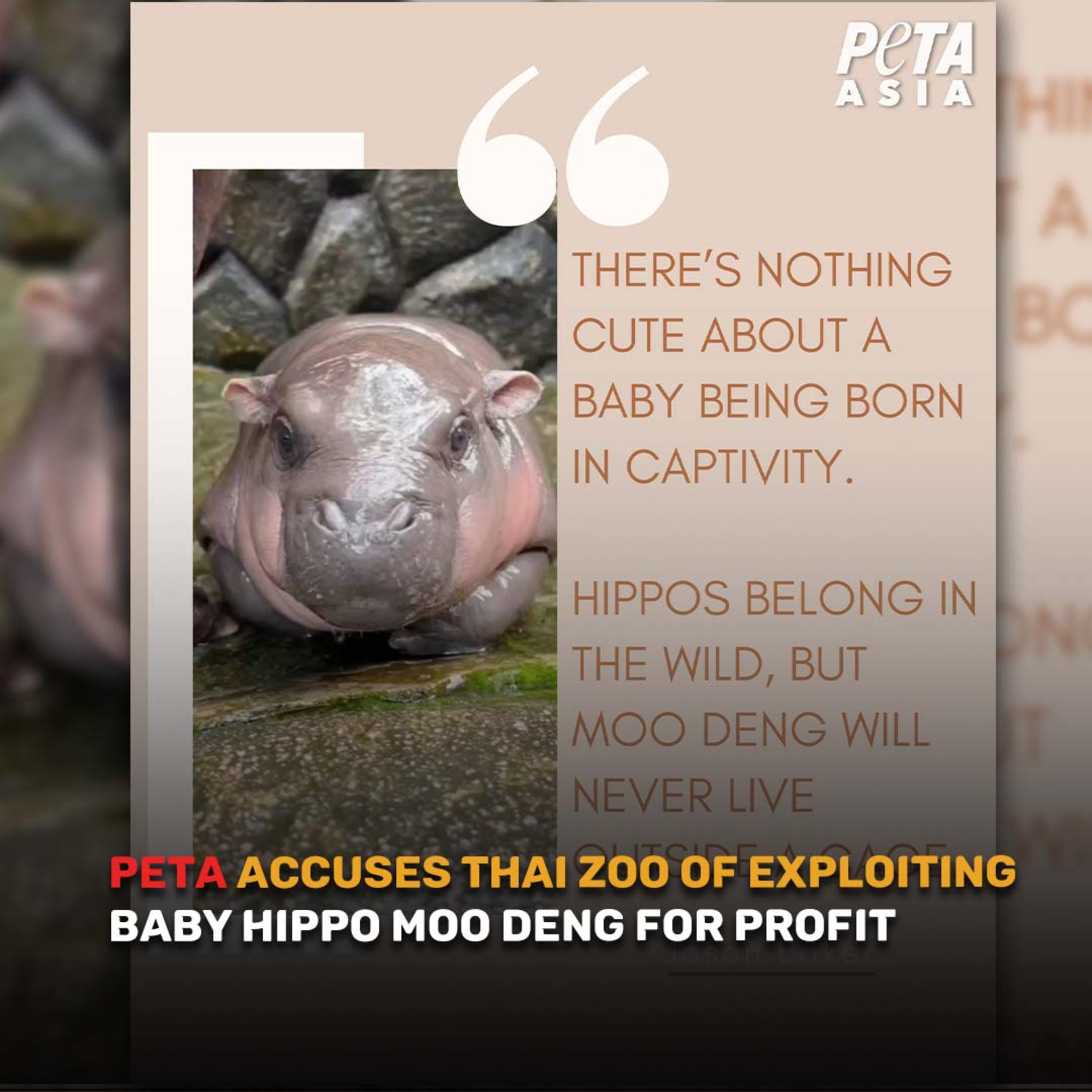 Good Morning Thailand EP.746 | PETA Accuses Thai Zoo of Exploiting Baby Hippo Moo Deng for Profit & More.. episode artwork