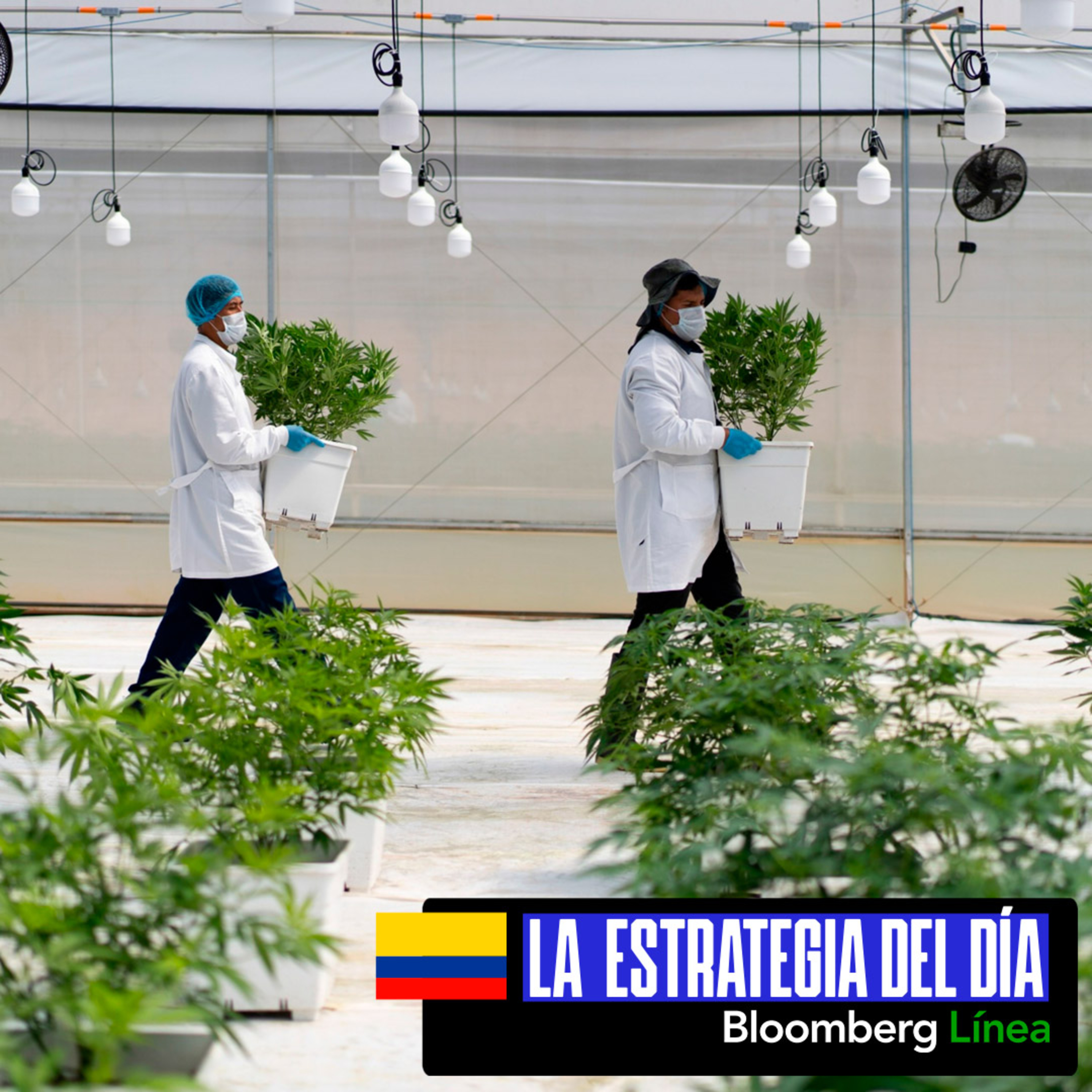 El llamado de auxilio que hace el sector cannabis al Gobierno Petro  episode artwork