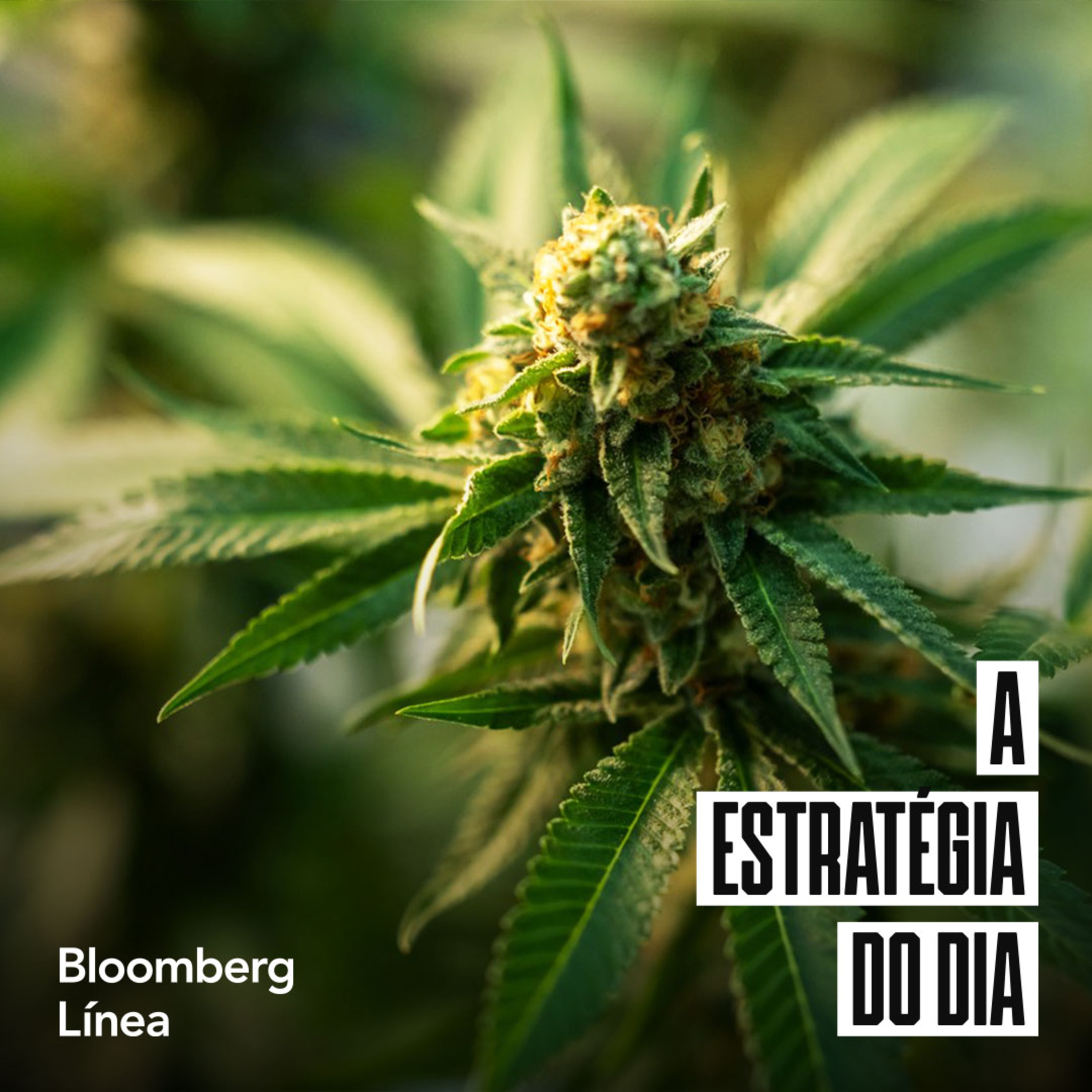 A Estratégia do Dia