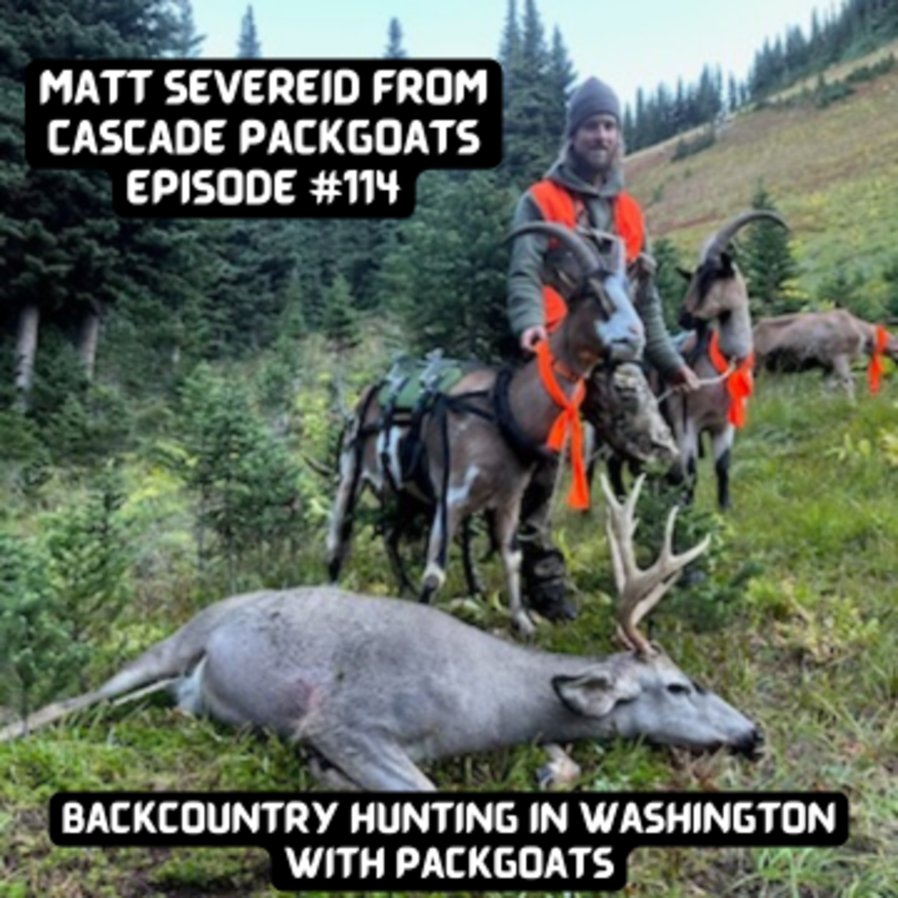 Episode #114: Backcountry Hunting in Washington with Packgoats - Matt Severeid from Cascade Packgoats 