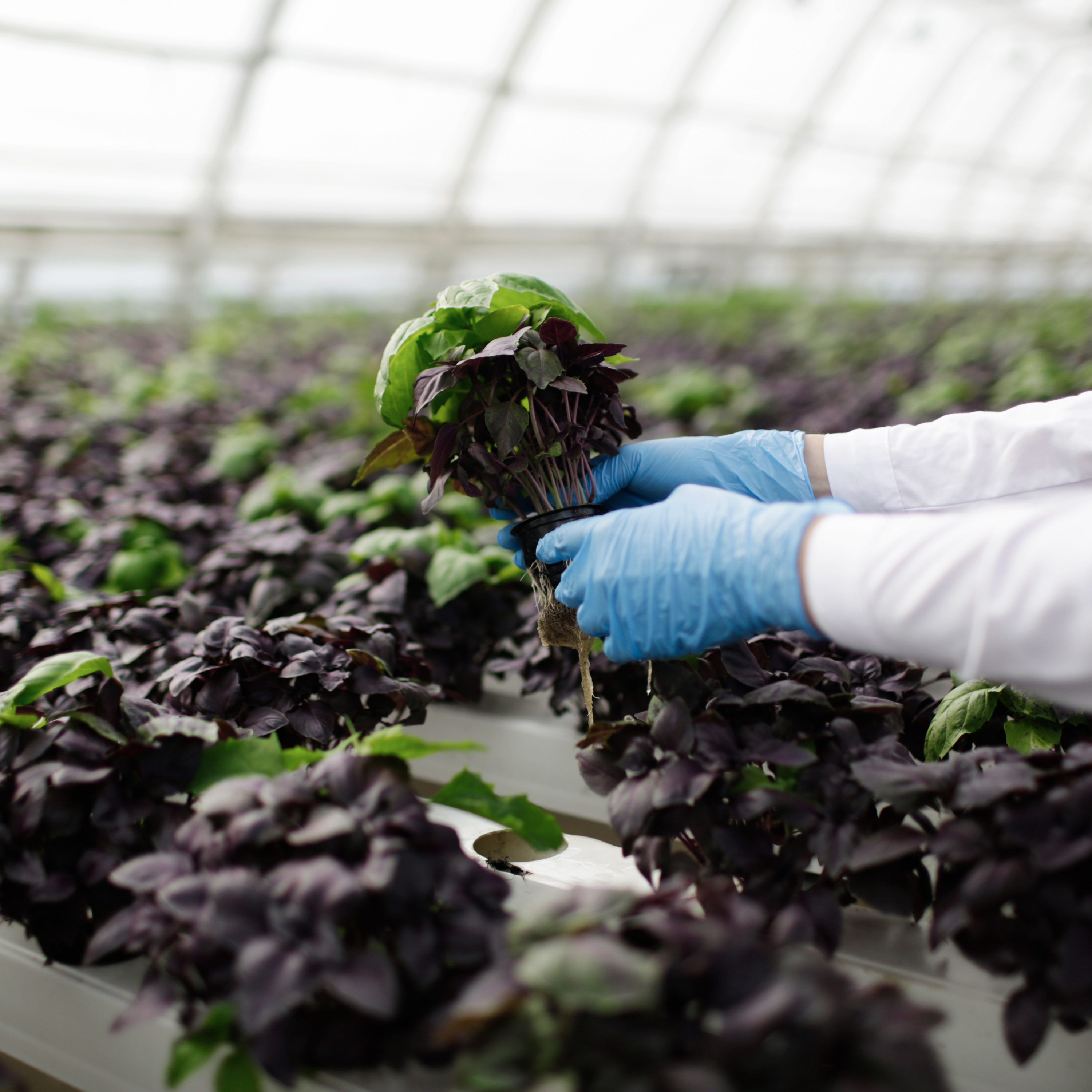 100porcentoagro