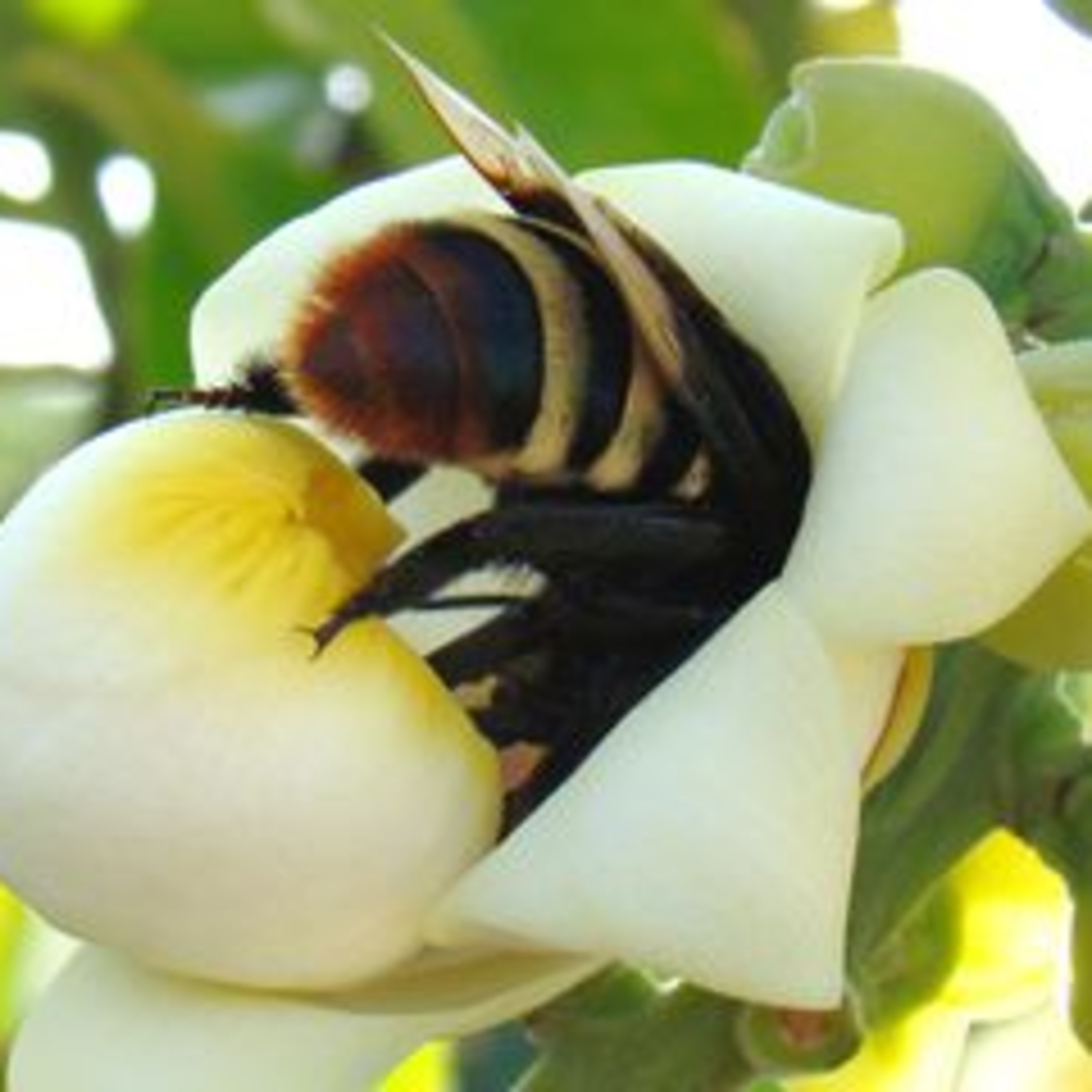 100porcentoagro