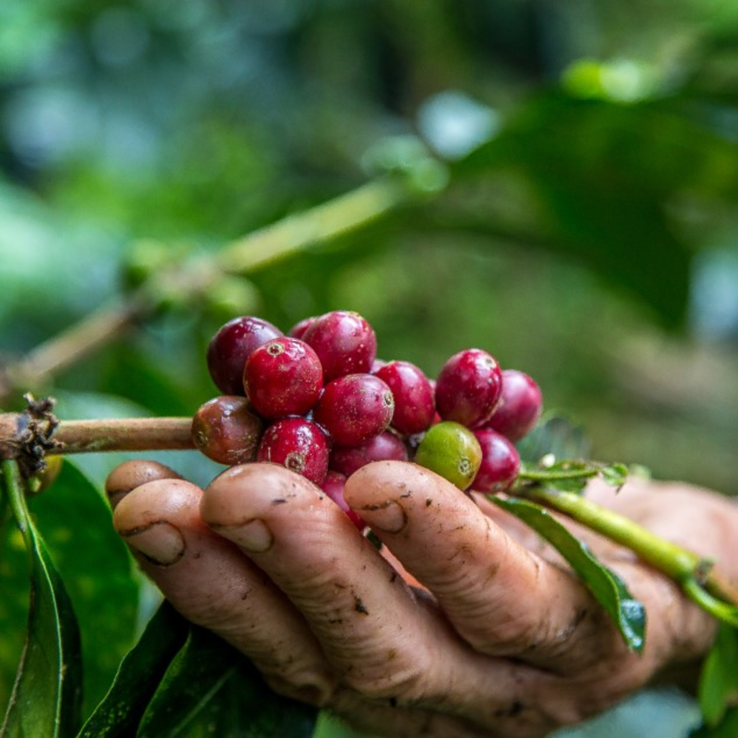 100porcentoagro