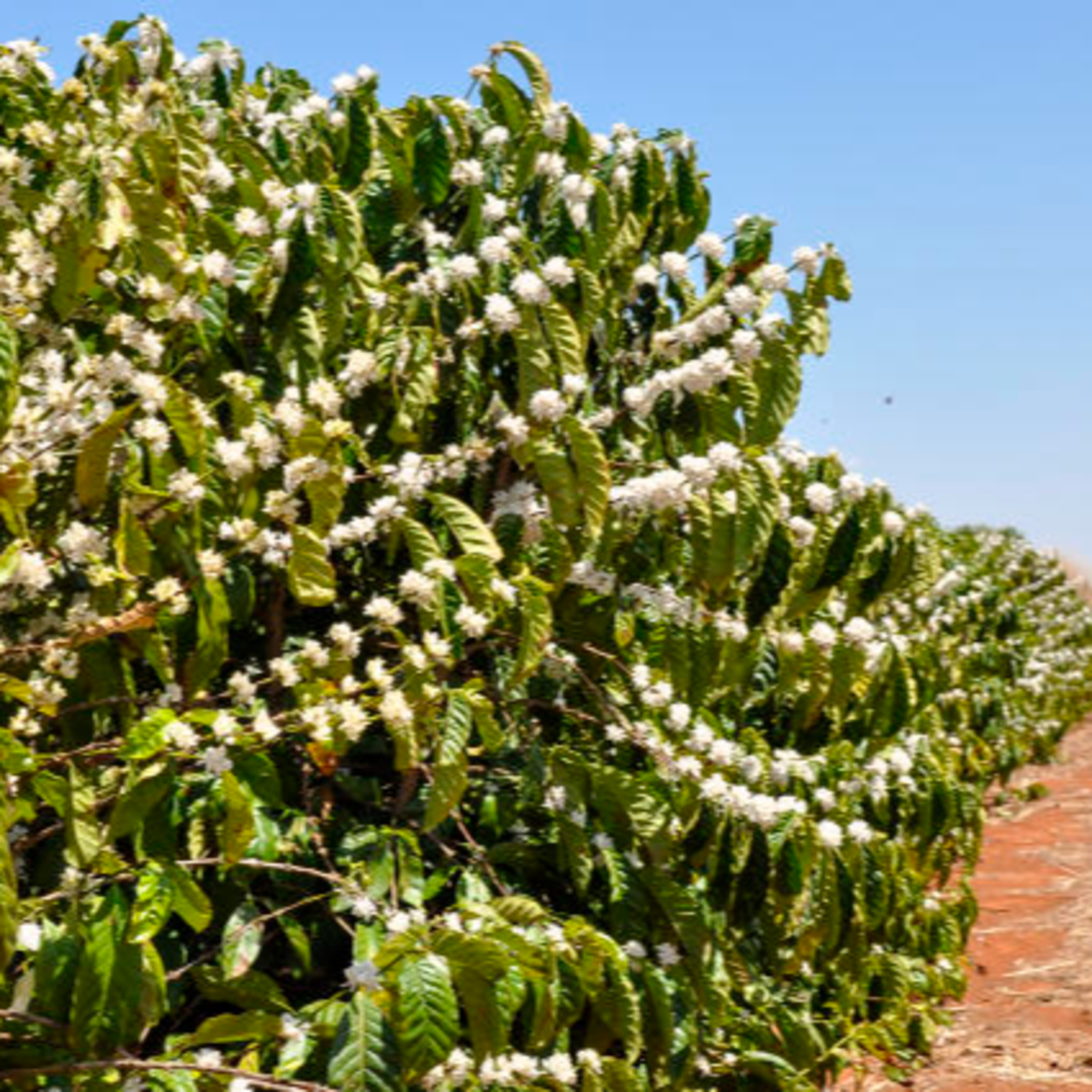 100porcentoagro