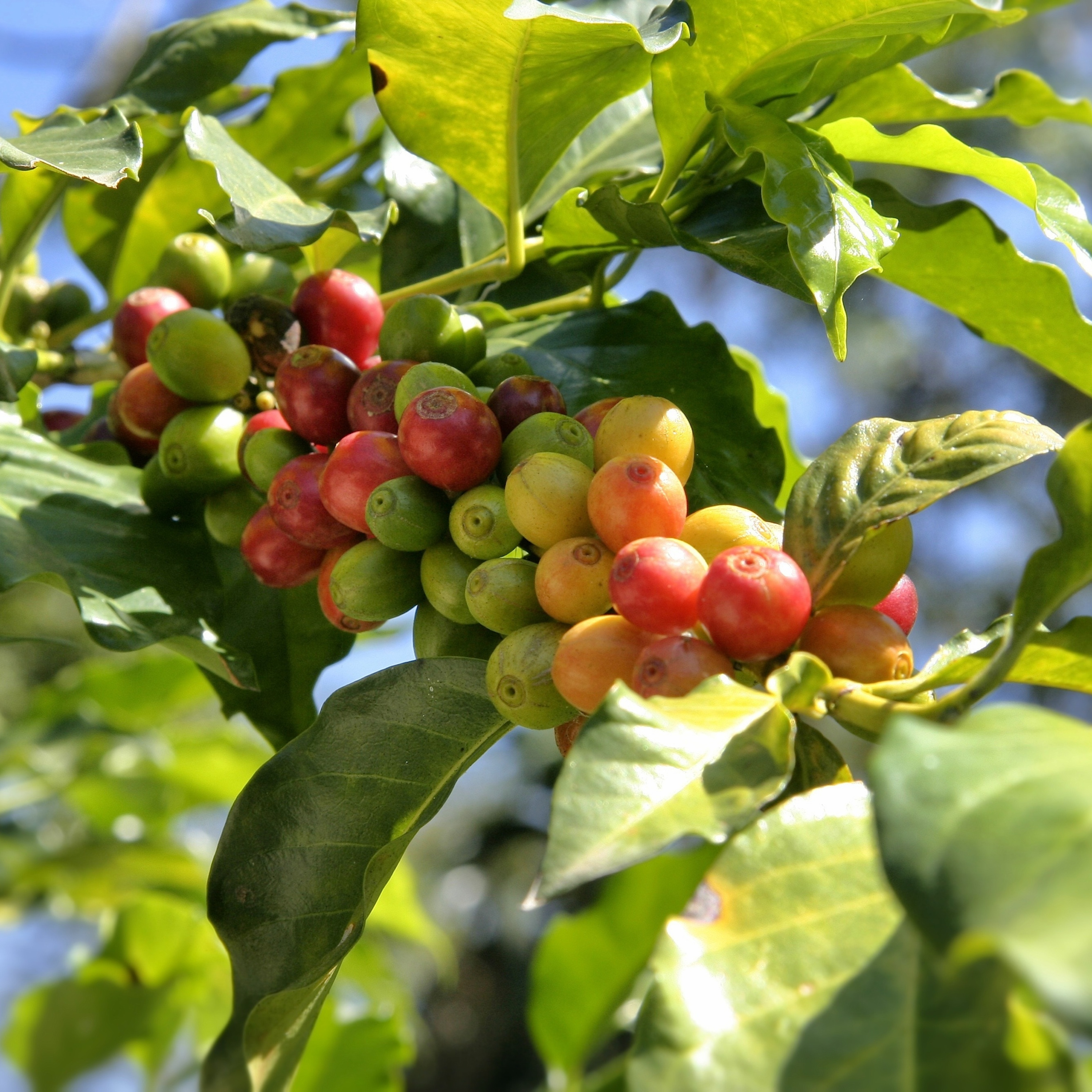 100porcentoagro