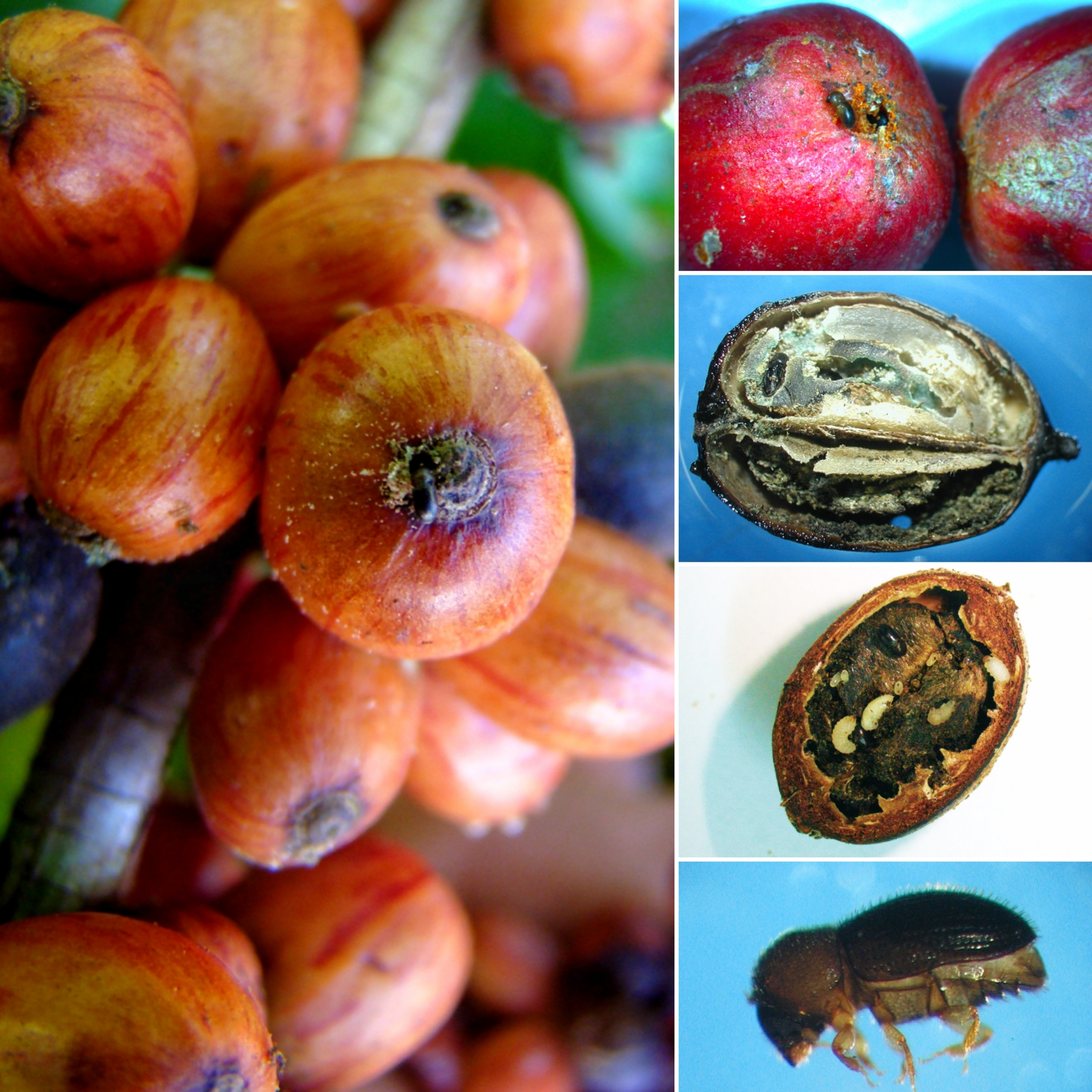 100porcentoagro