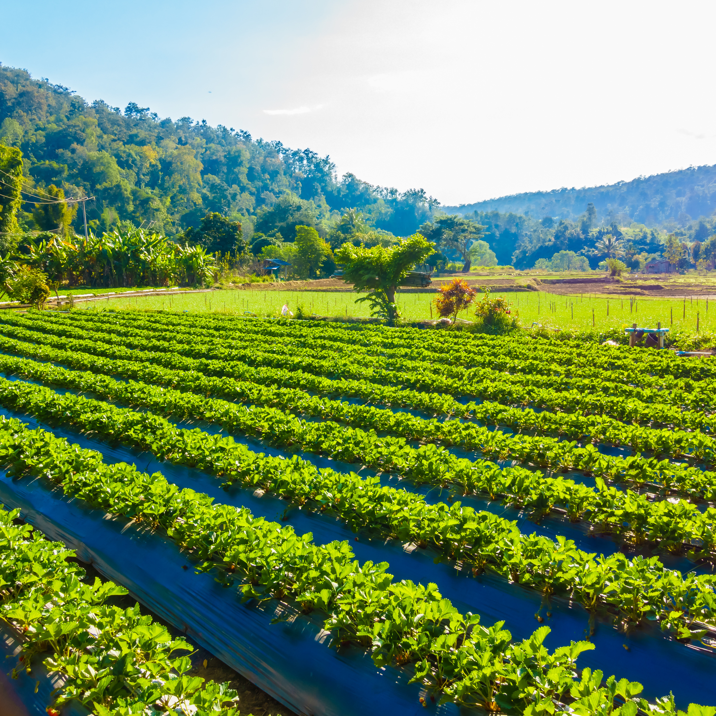 100porcentoagro