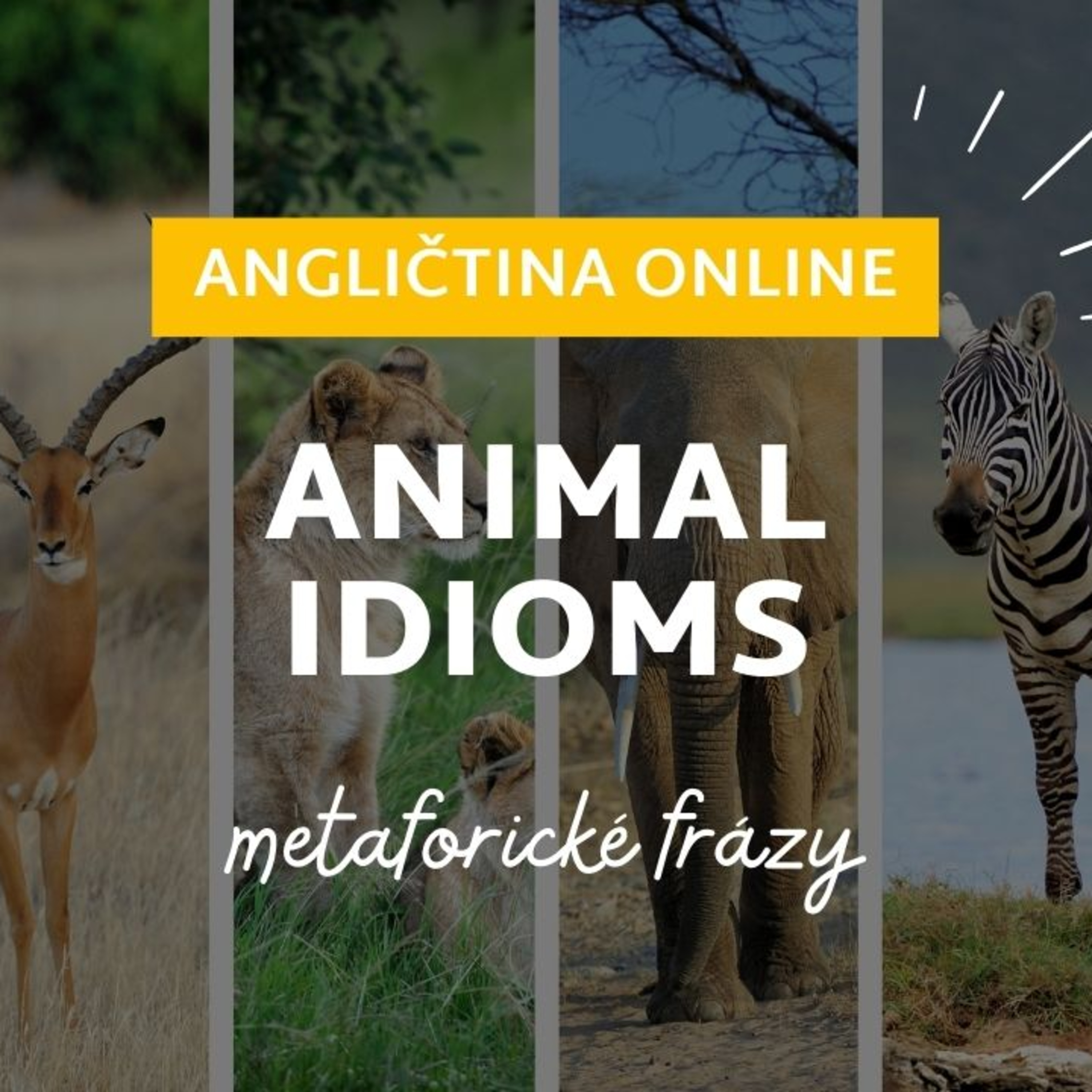 Animal idioms | Slovná zásoba pre úroveň B2 | ANGLIČTINA episode artwork