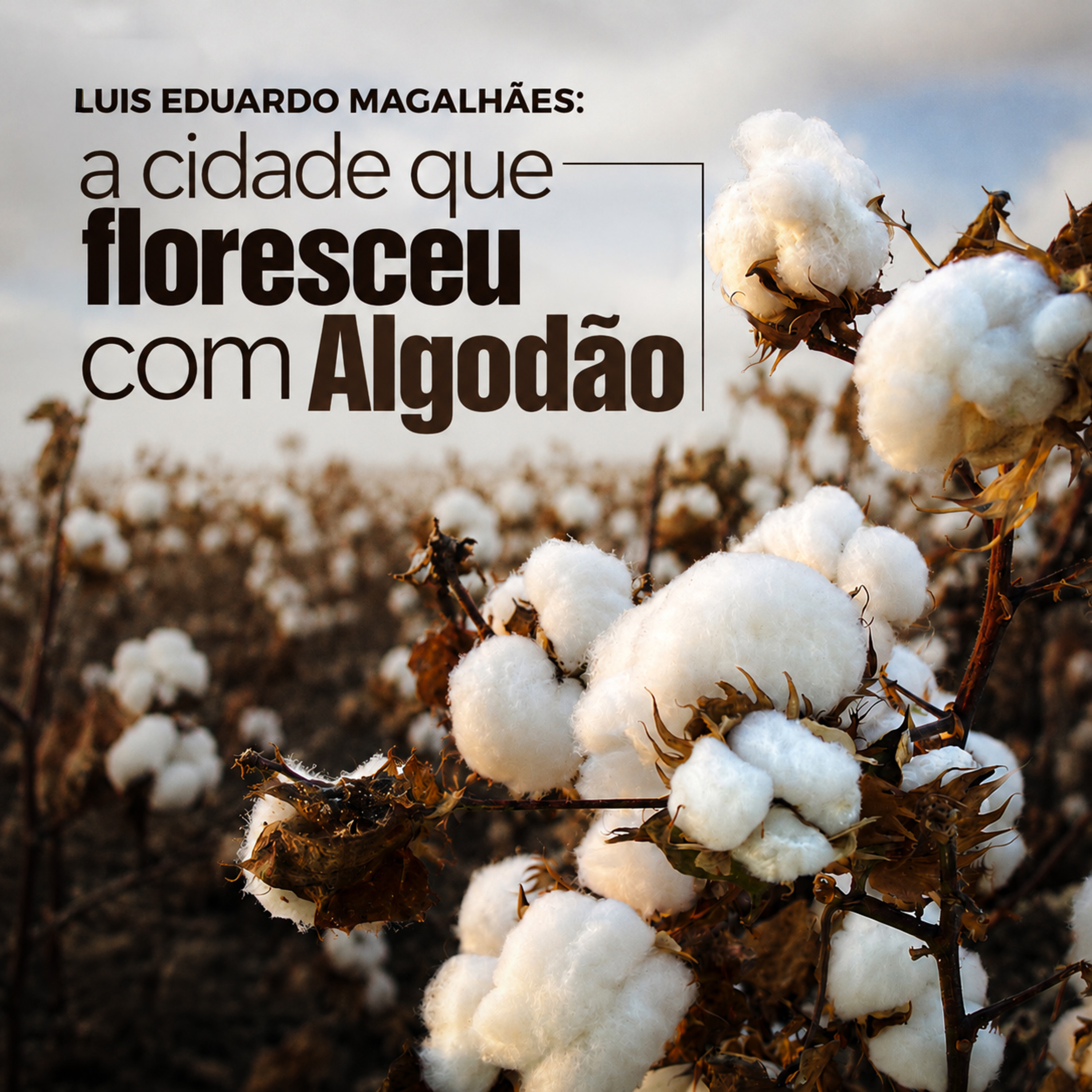 Luís Eduardo Magalhães: A cidade que floresceu com o algodão  episode artwork