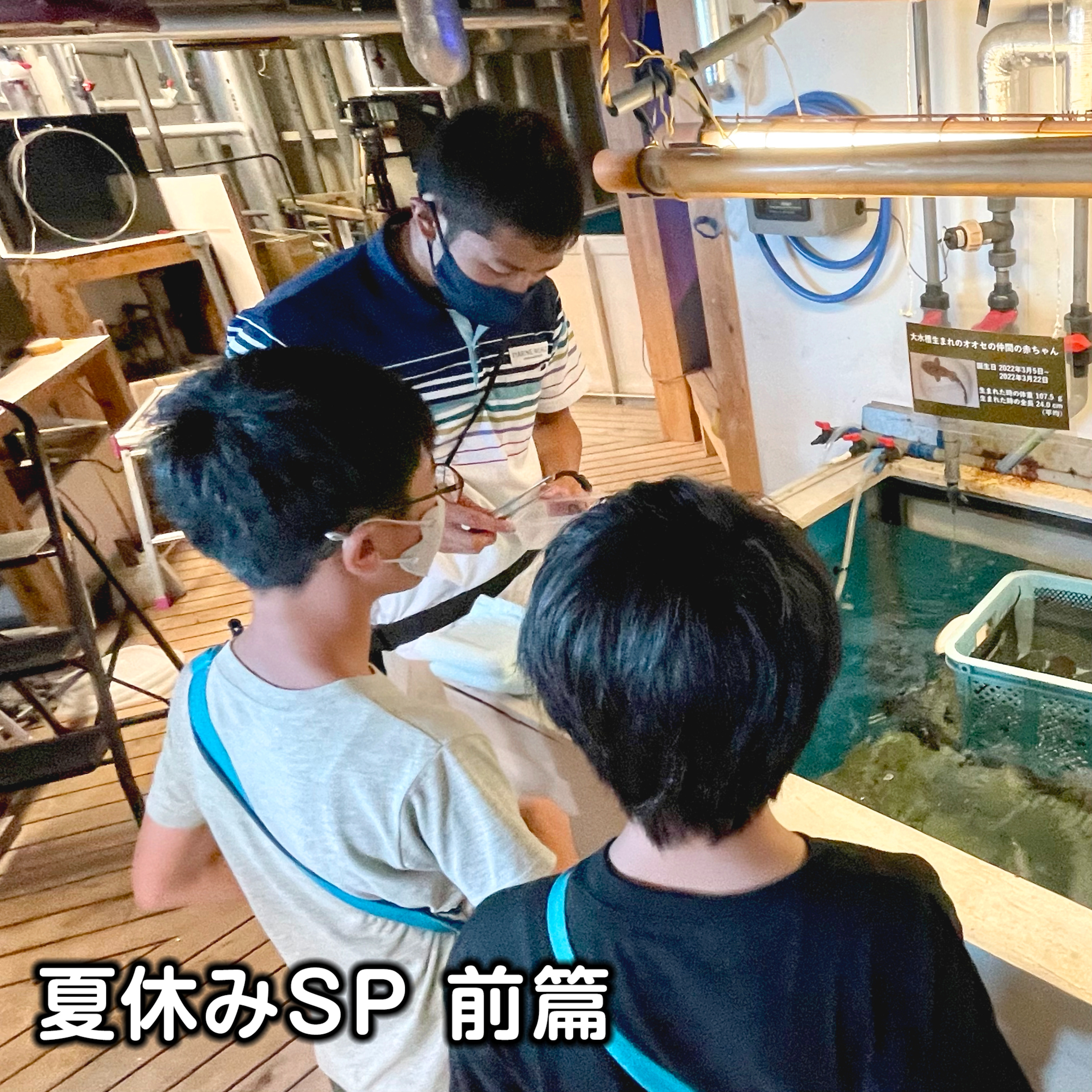 おしえてマリン#045_「マリンこども調査員SP_サメ篇」 episode artwork