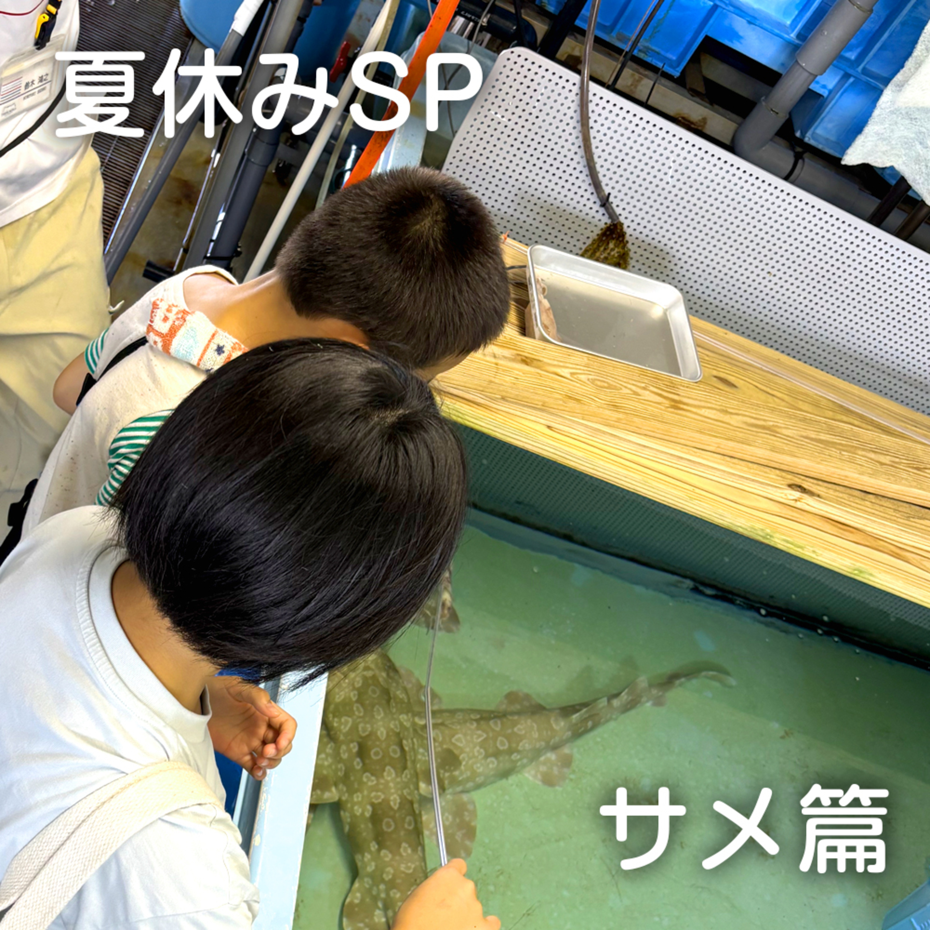 おしえてマリン#063_「マリンこども調査員SP_サメ篇」