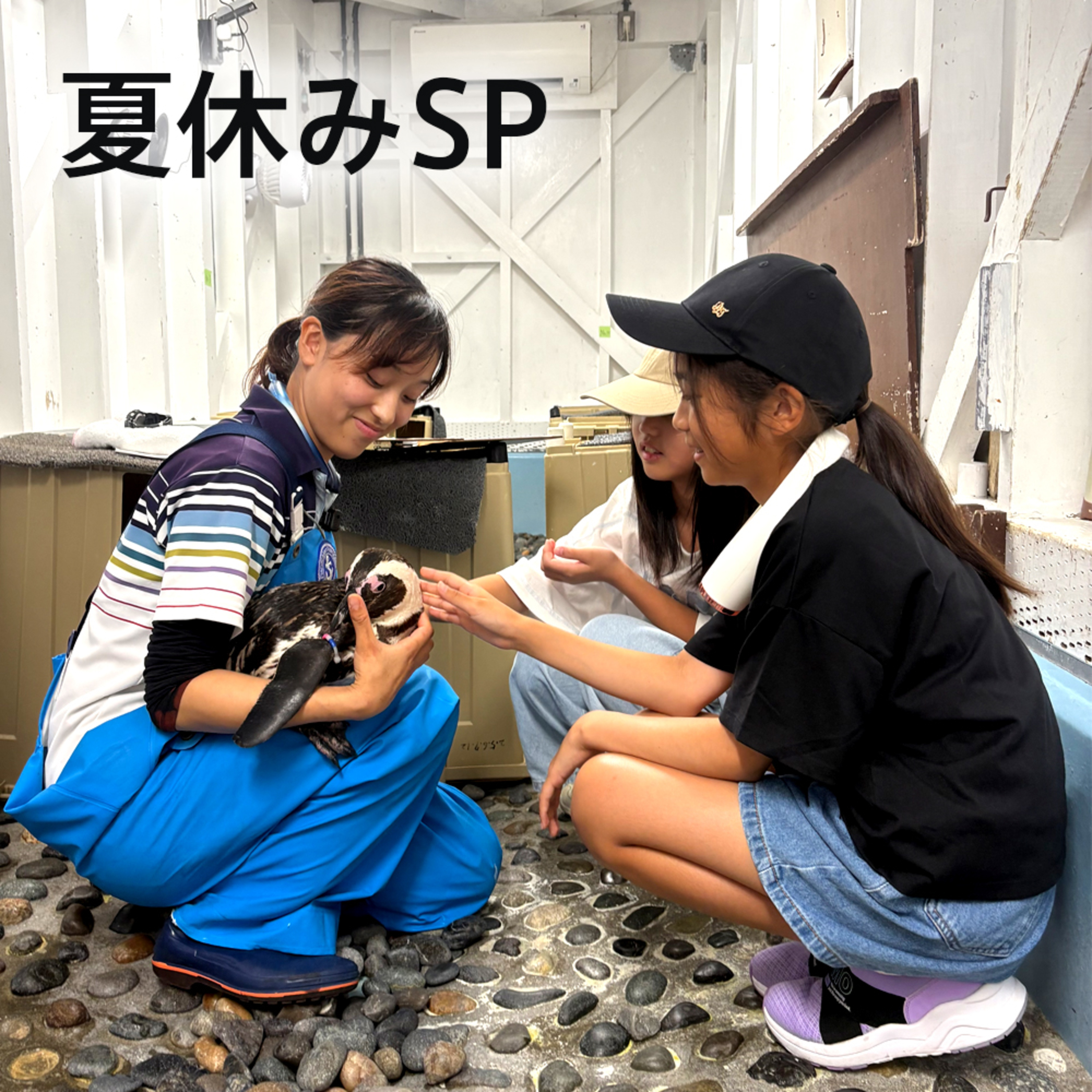 おしえてマリン#077_「マリンこども調査員SP_ペンギン篇」