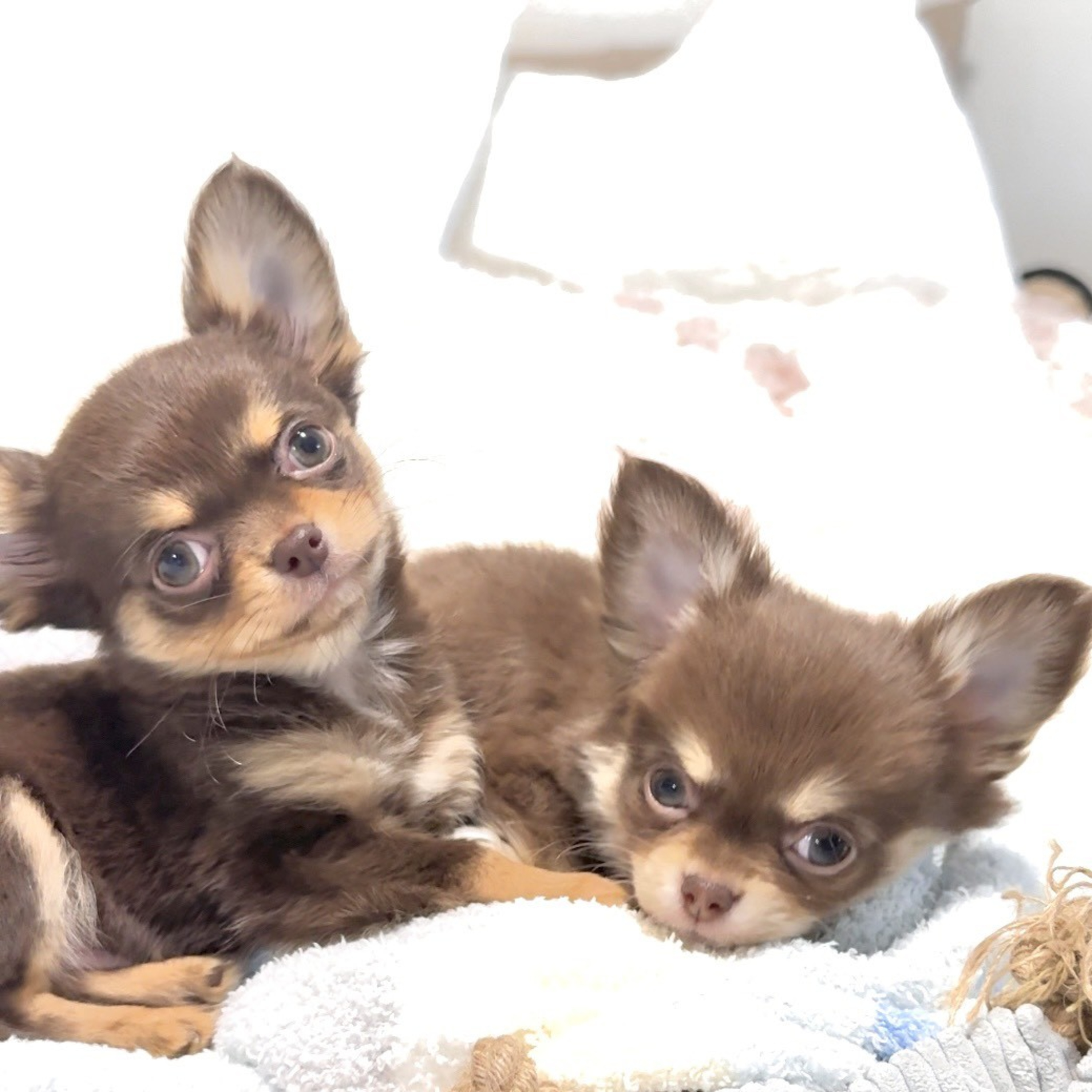 ココホレわんわん Vol.1