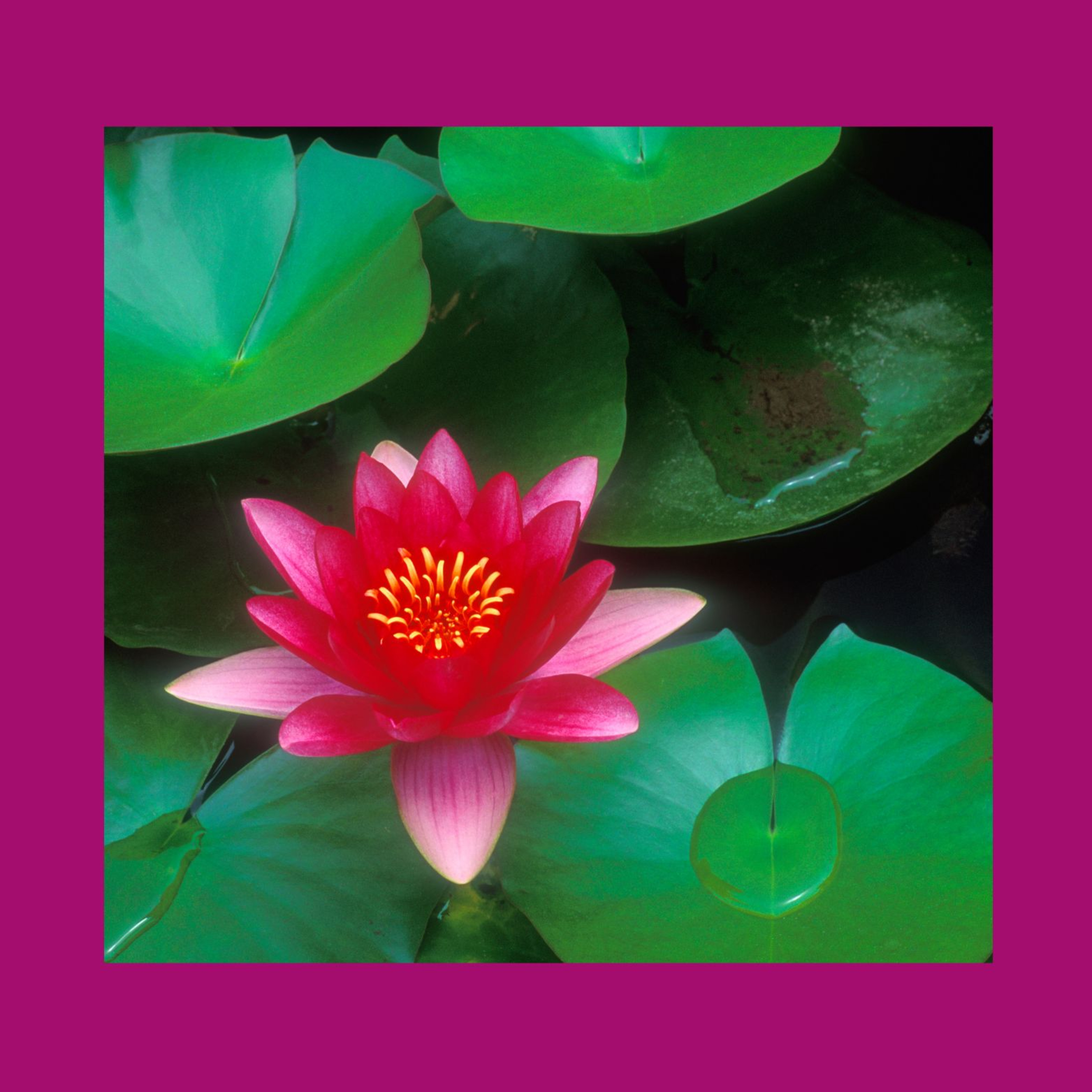 Enlightened World Network