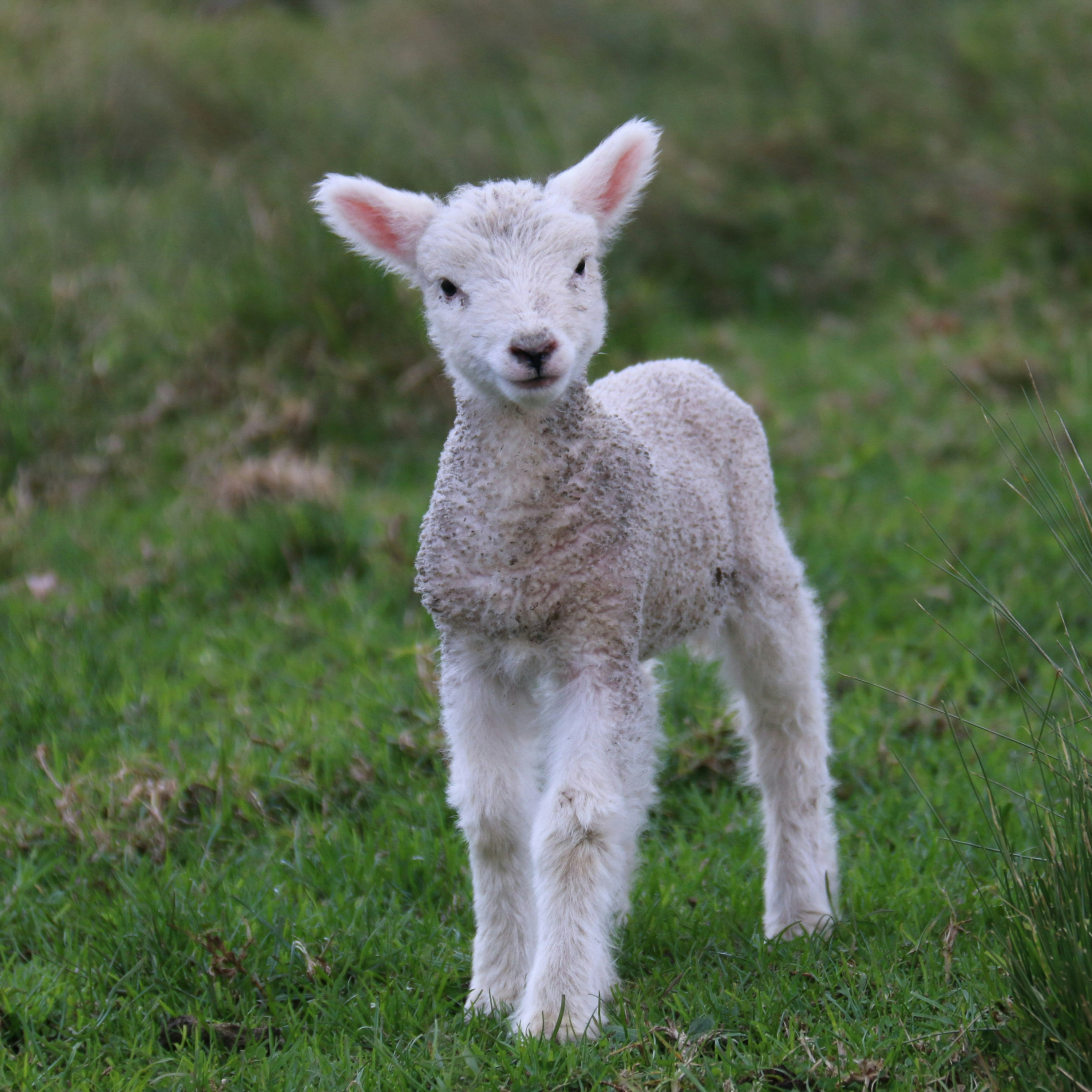 Sermon: Have You Met the Lamb? episode artwork