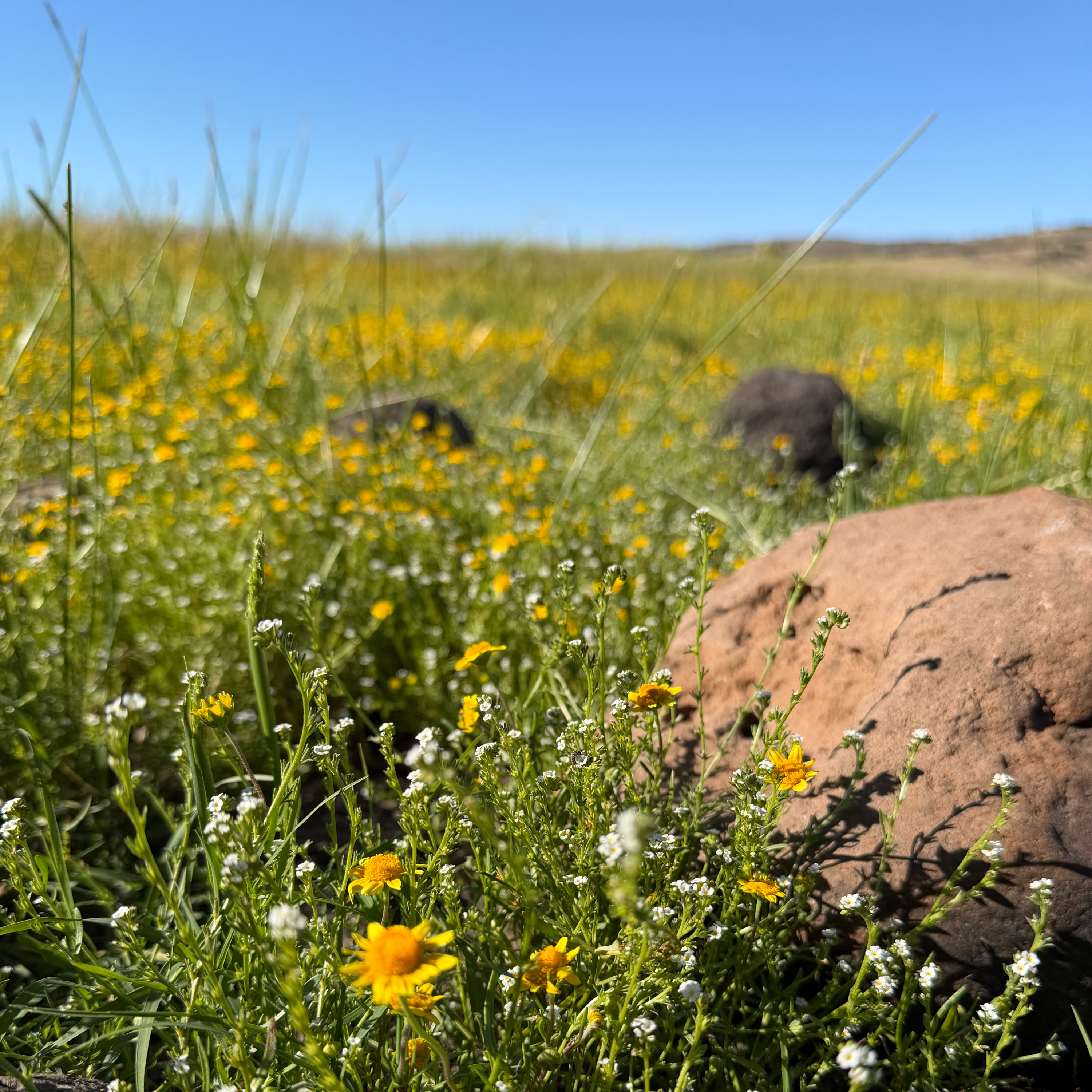 California Grasslands with Justin Luong