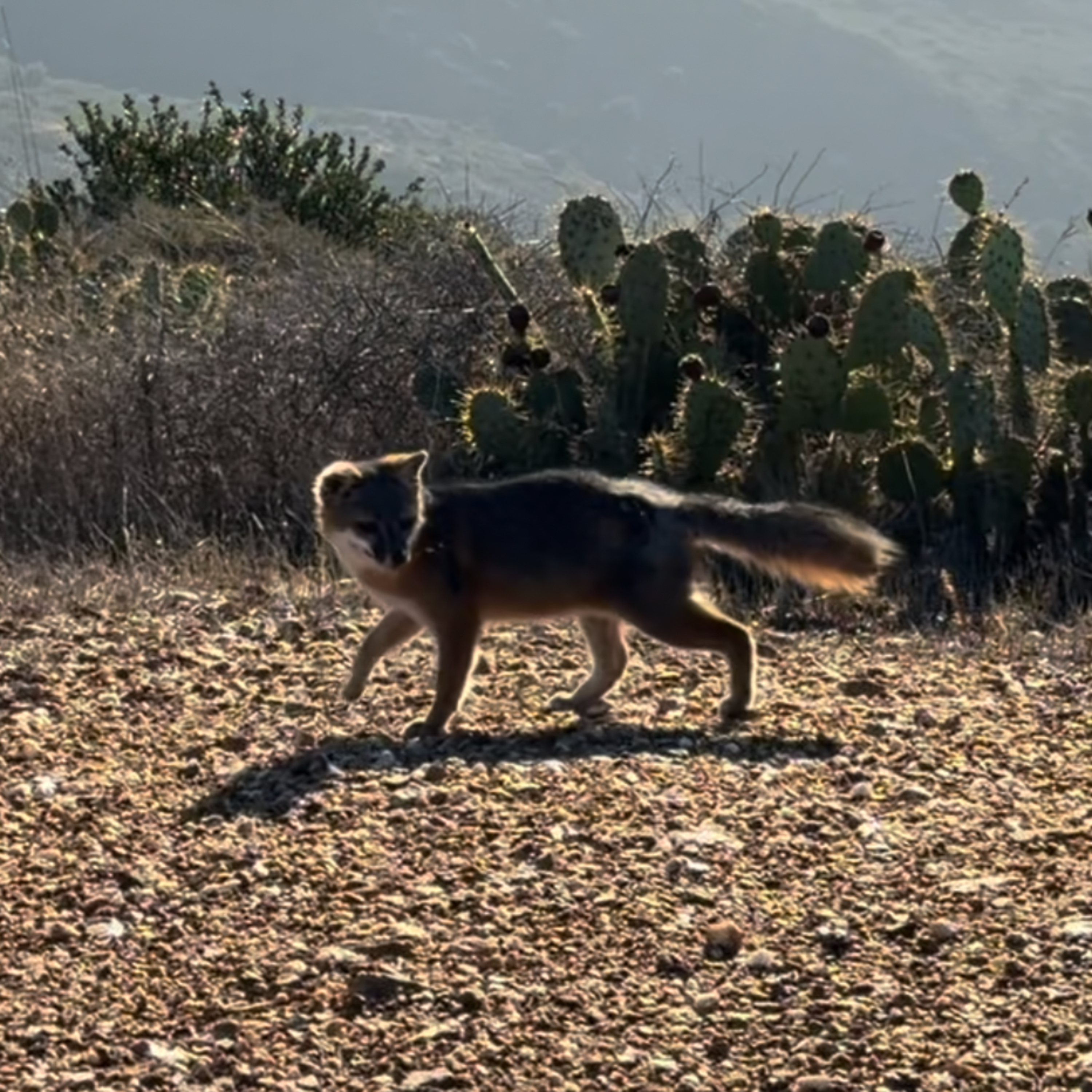 Catalina Foxes with Lauren Dennhardt and Katie Elder