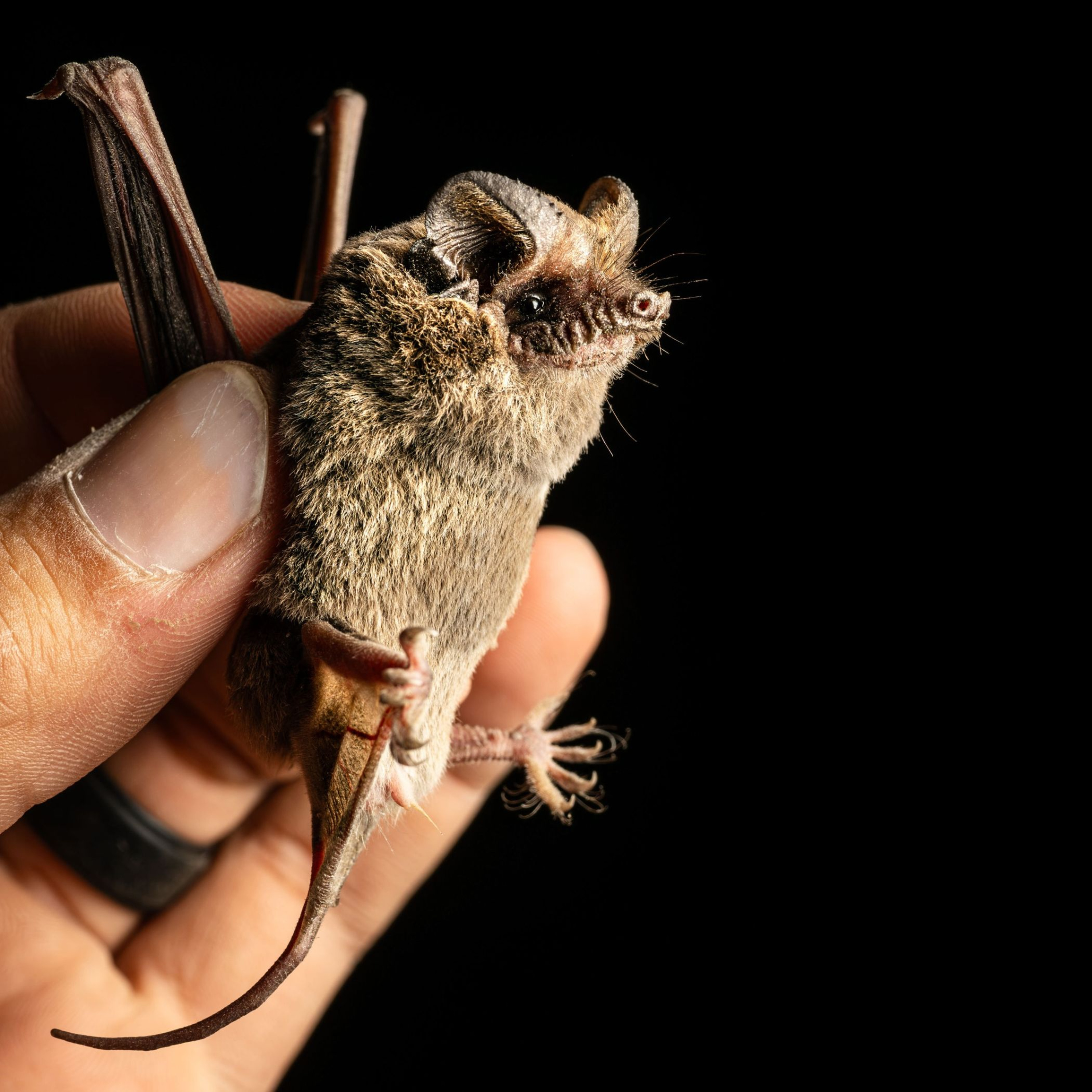 Spooky Special: Bats (Part I) with Joey Curti and Rachel Blakey