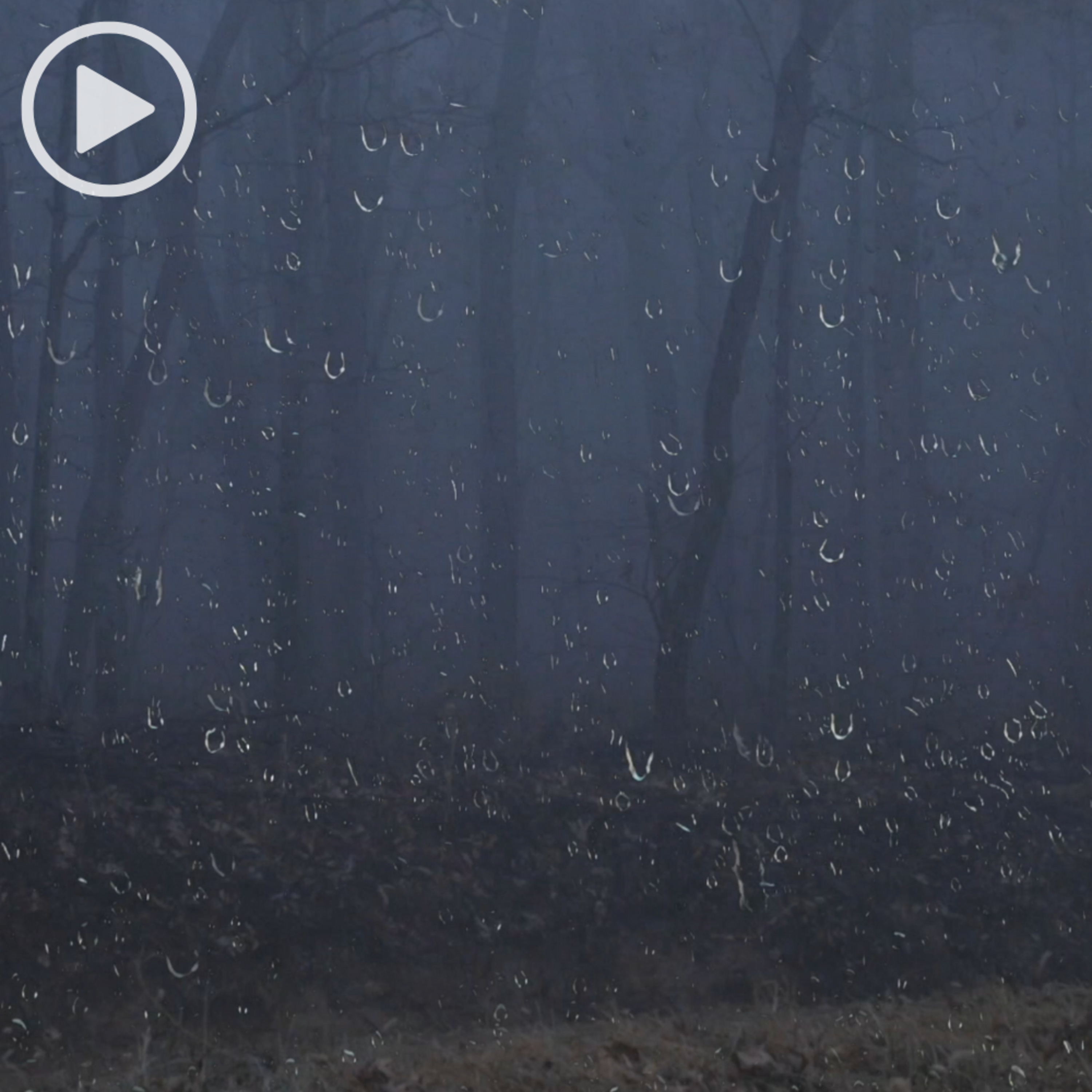Rain & Thunder Sounds in Foggy Forest (1-Hour Video) Relaxing Thunderstorm Sounds for Sleep, Insomnia, Stress Relief, Gaming or Study