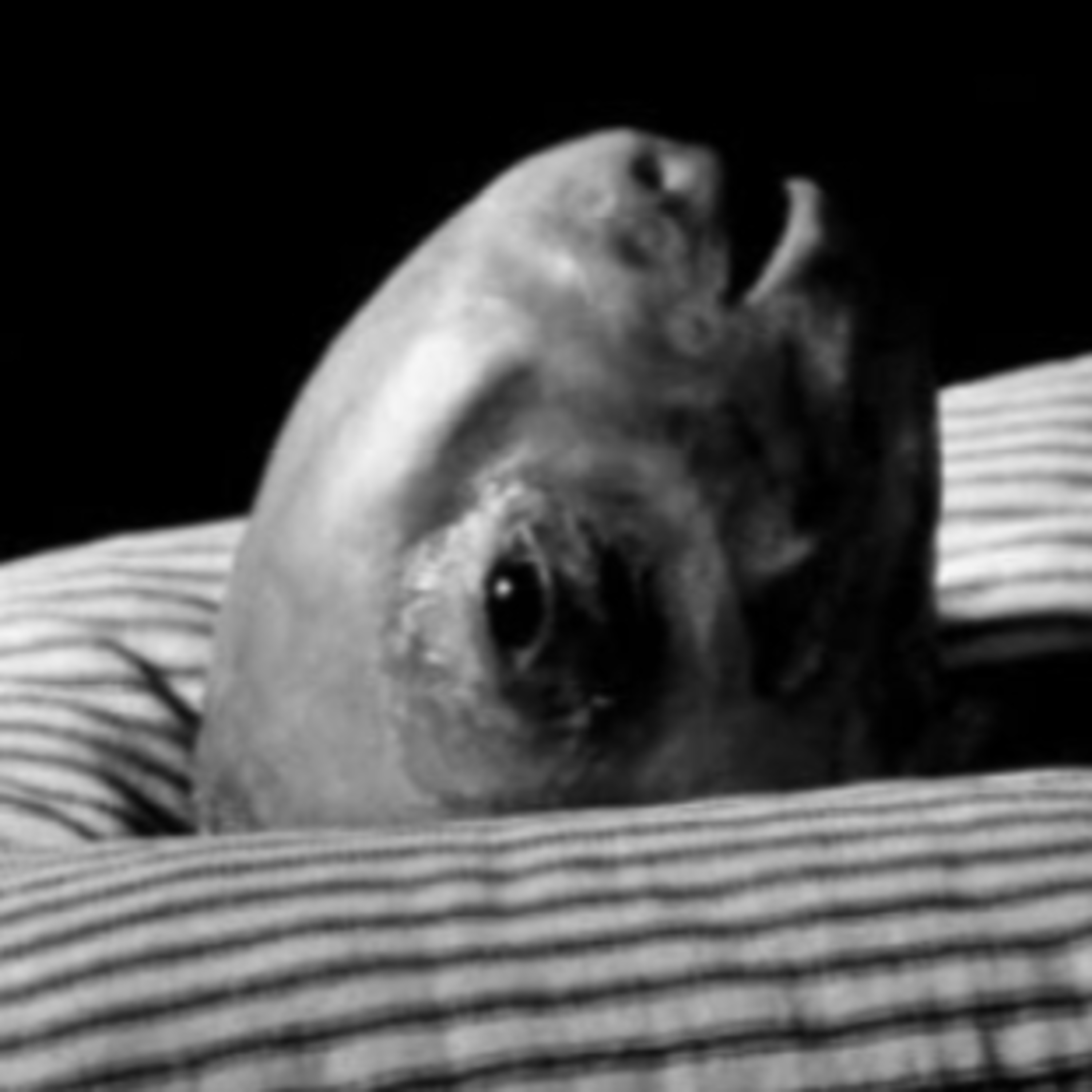 🎙️CWT475: Eraserhead (1977) - Movie Monster of the Moment #1
