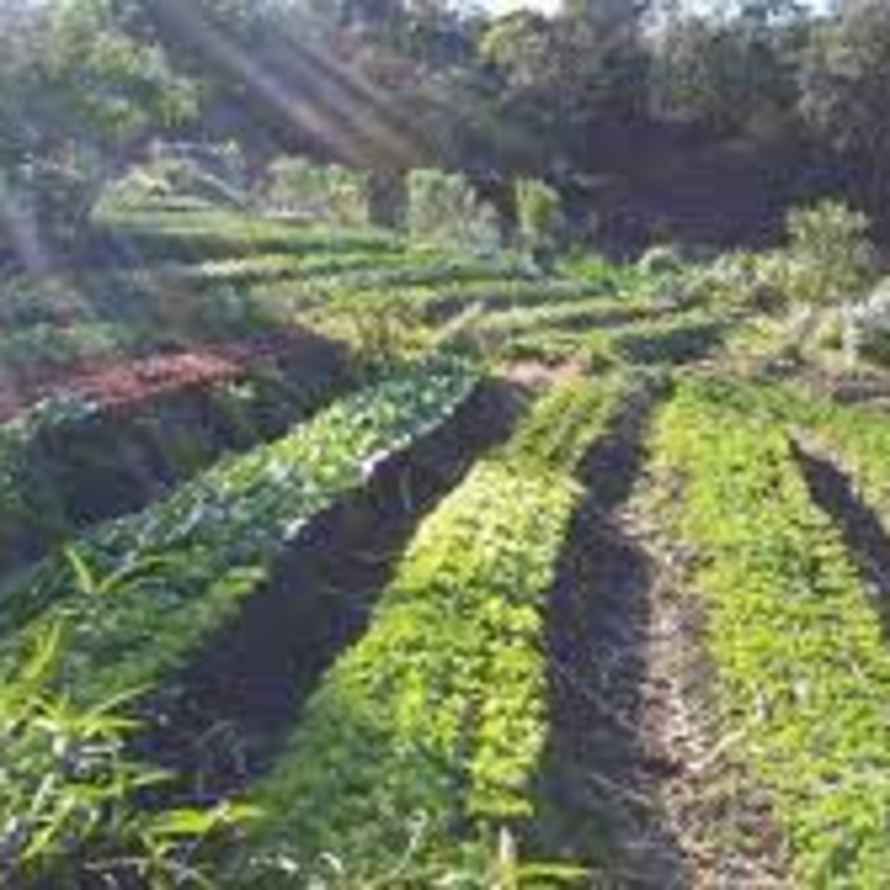 Keeping it Green with Corrimal Rotary