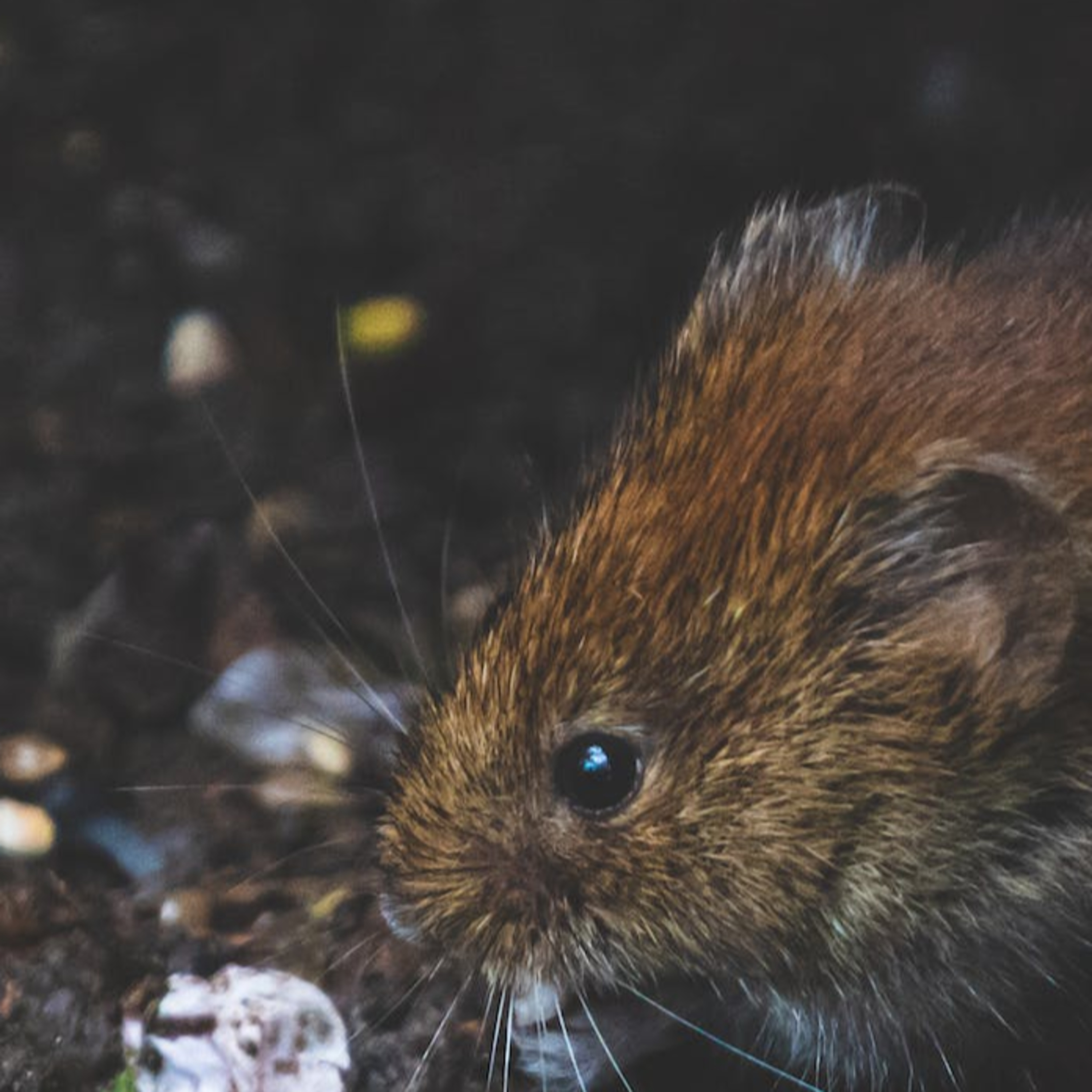 Hoffeldon mouse and the importance of good manners