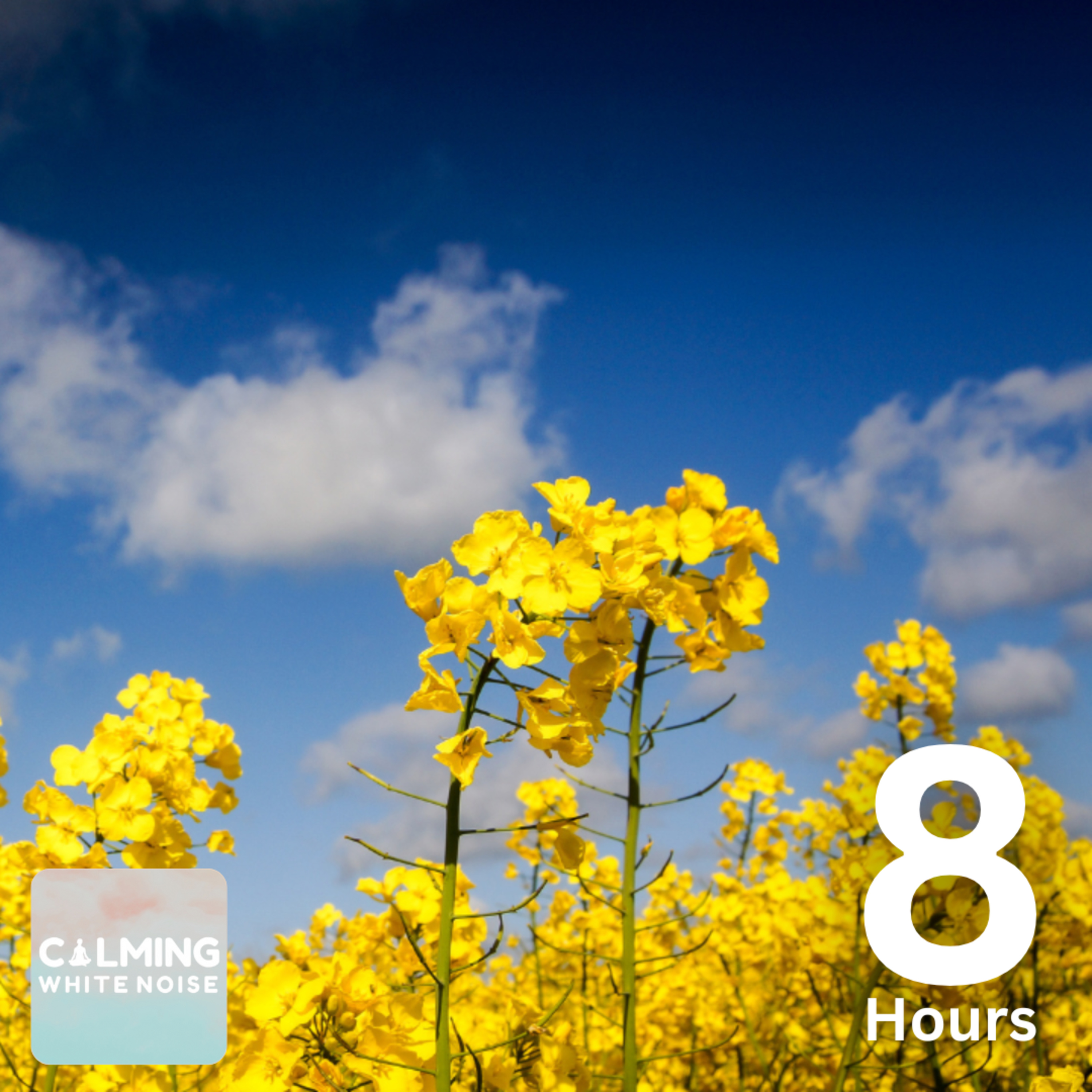 Birdsong with Rolling Thunder (No Rain) | 8 Hours White Noise for Studying episode artwork