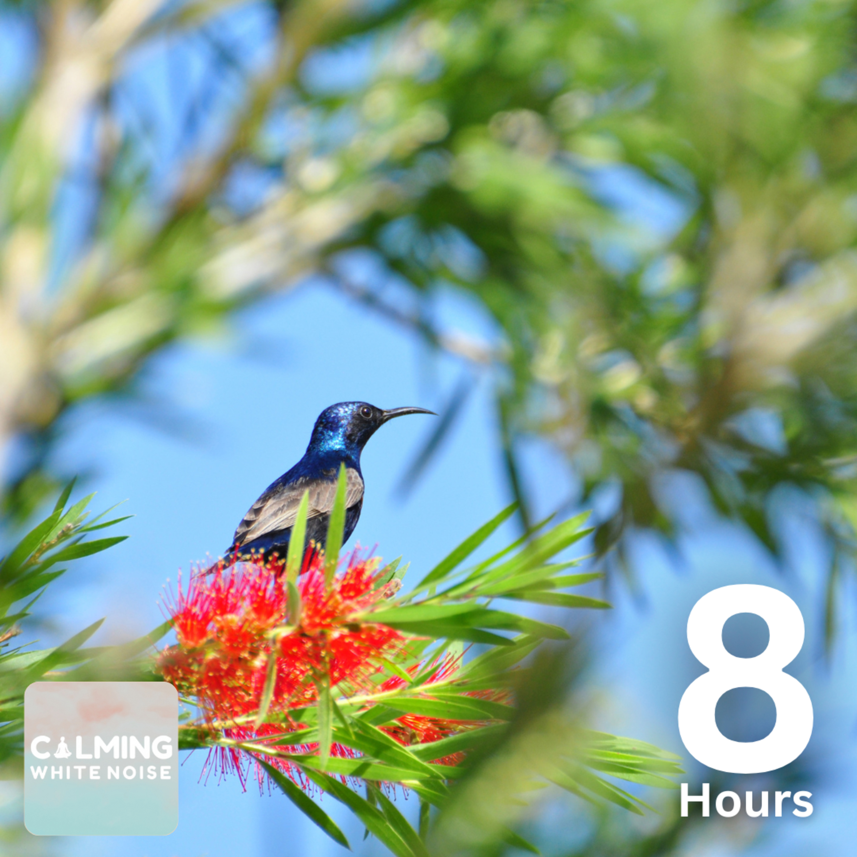 Ambient Bird & Water Sounds (8 Hours) | Gentle White Noise for Sleep & Focus episode artwork