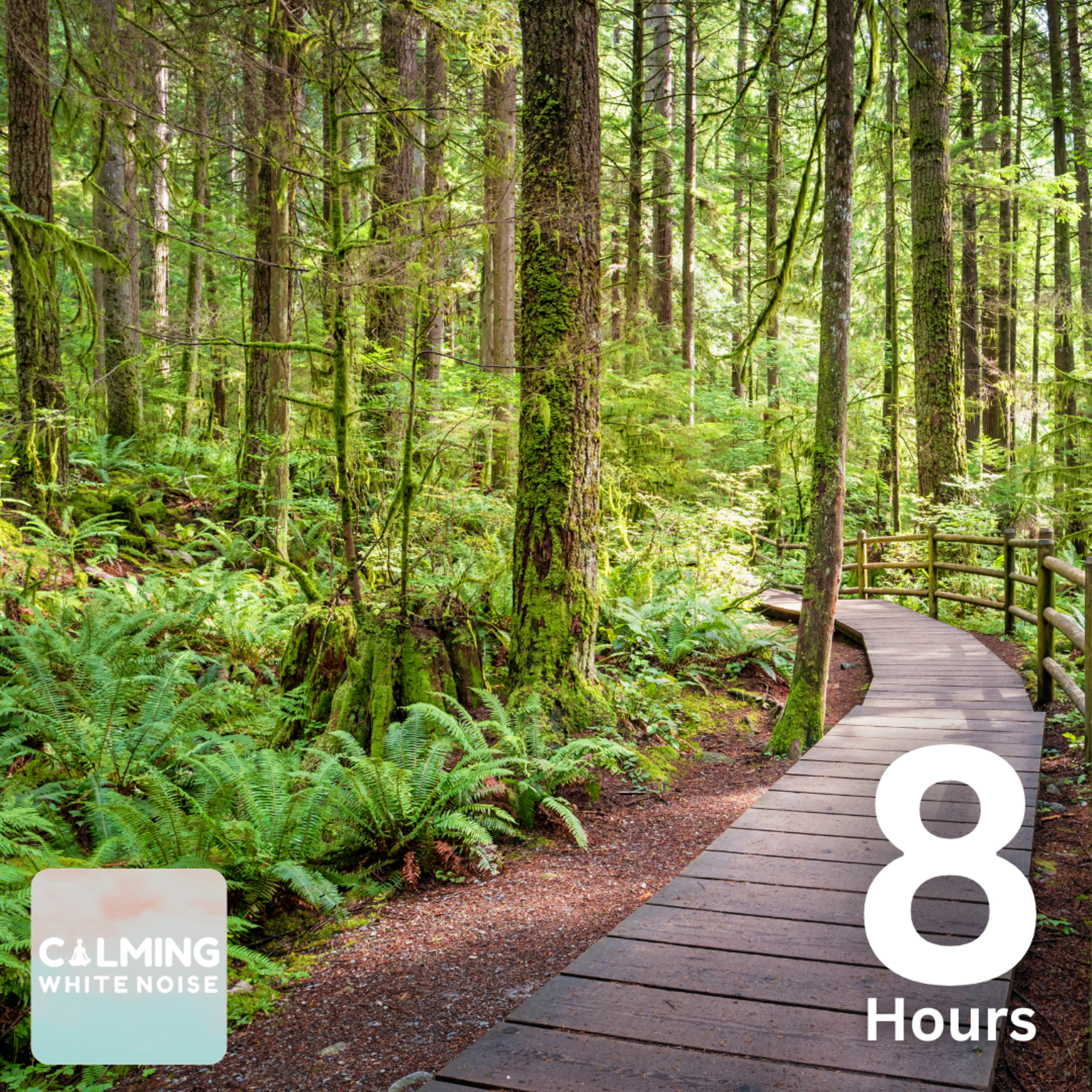 Afternoon Meditation (8 Hours) | Forest Ambience for Meditation, Focus, or Relaxation episode artwork