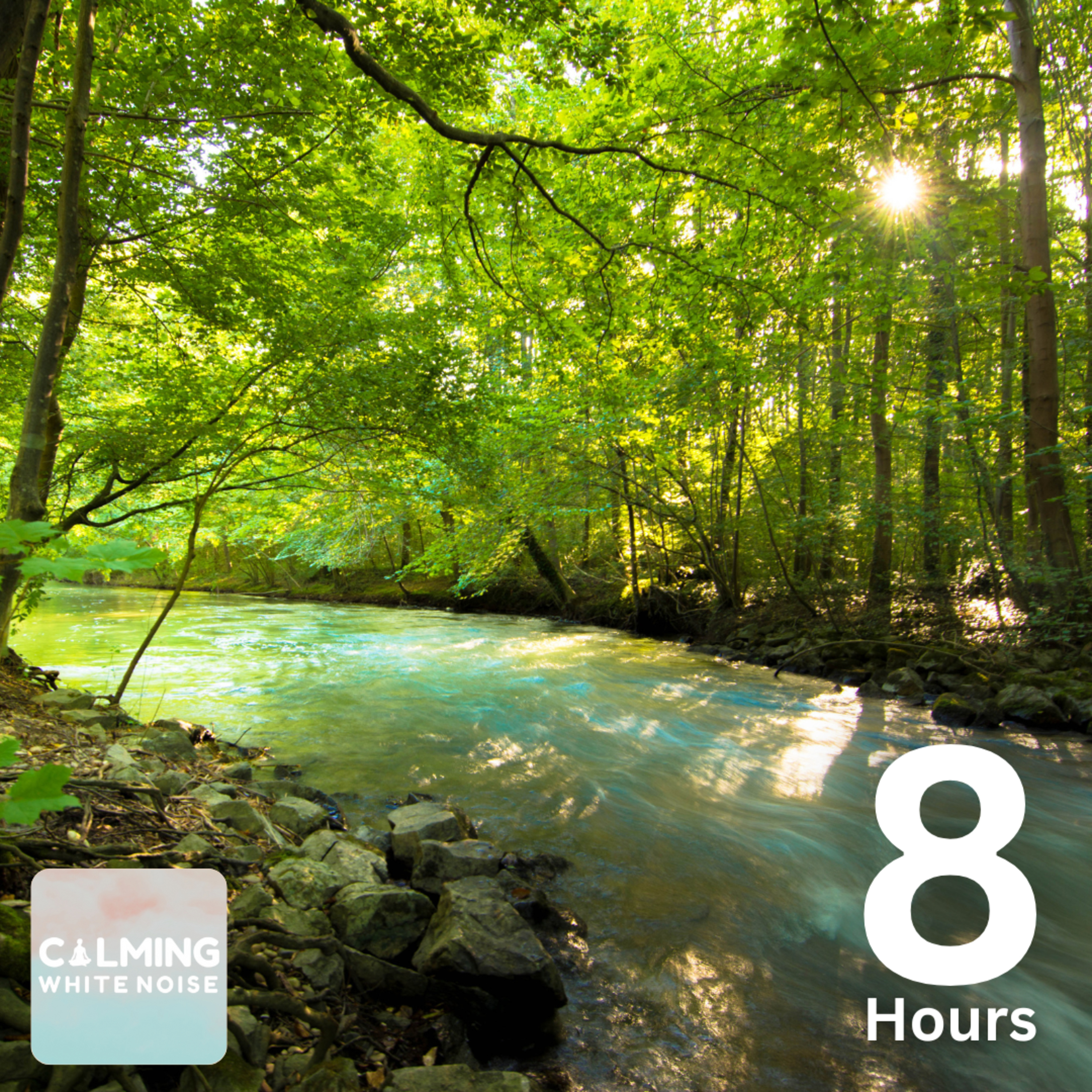 Tranquil Forest Creek Ambience (8 Hours) | Birds Chirping & Relaxing Nature Sounds