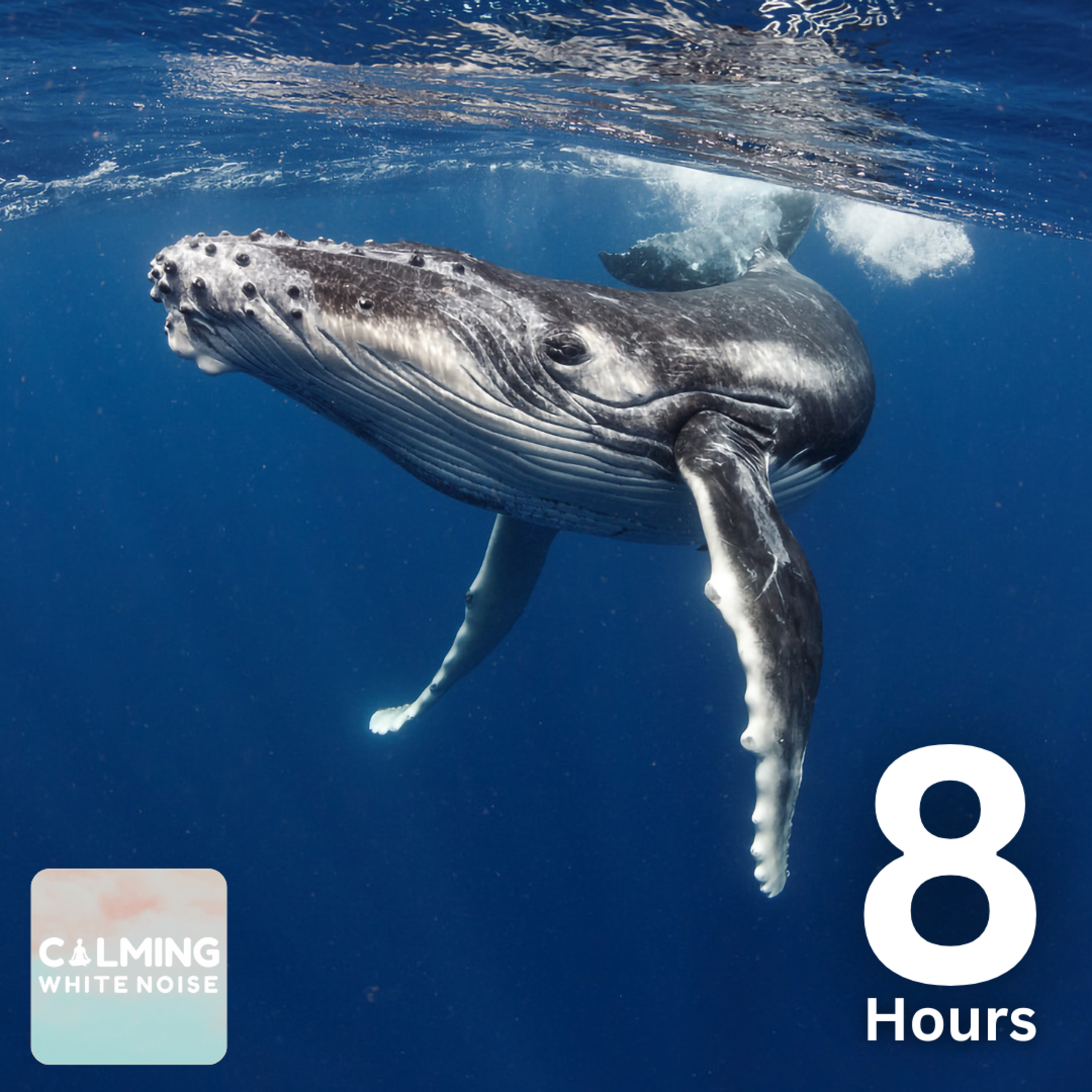 Whale Sounds for Sleeping (8 Hours) | How to Calm a Restless Mind episode artwork