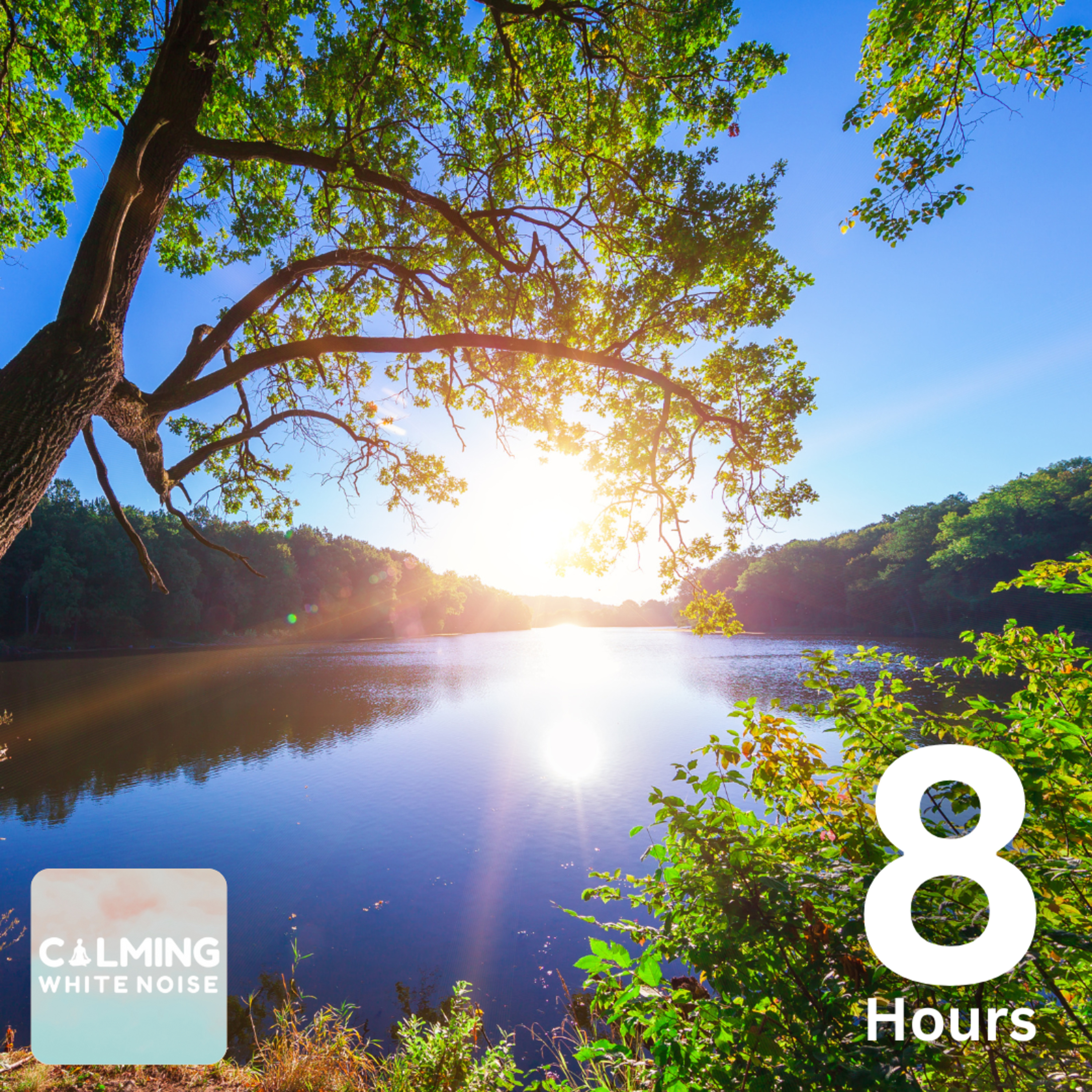 Forest Sounds for Studying (8 Hours) | Sound of Small Creek & Birdsong episode artwork
