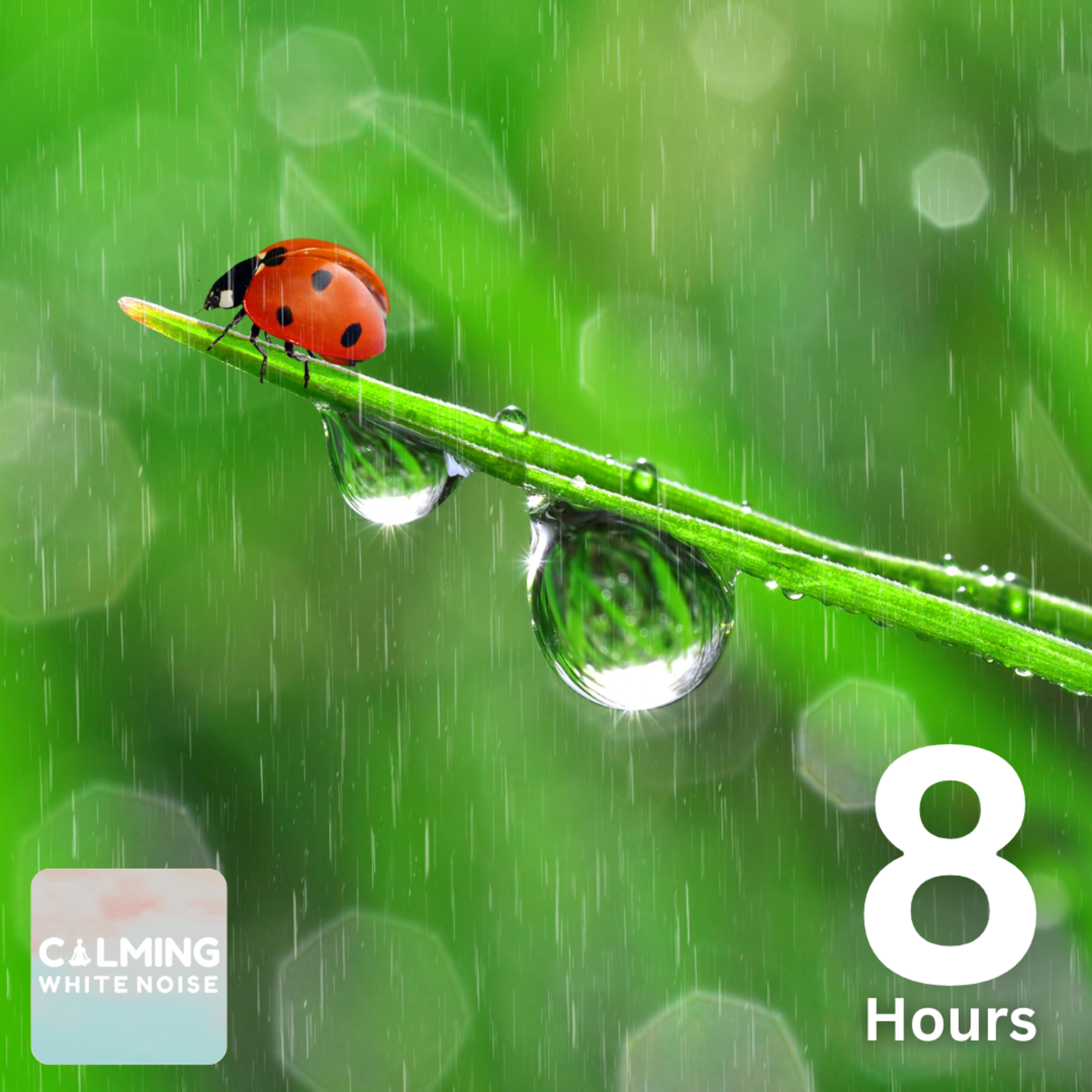 Soft Rain on Leaf Sounds (8 Hours) | Relaxing Rain Sounds for Sensitive Sleepers episode artwork