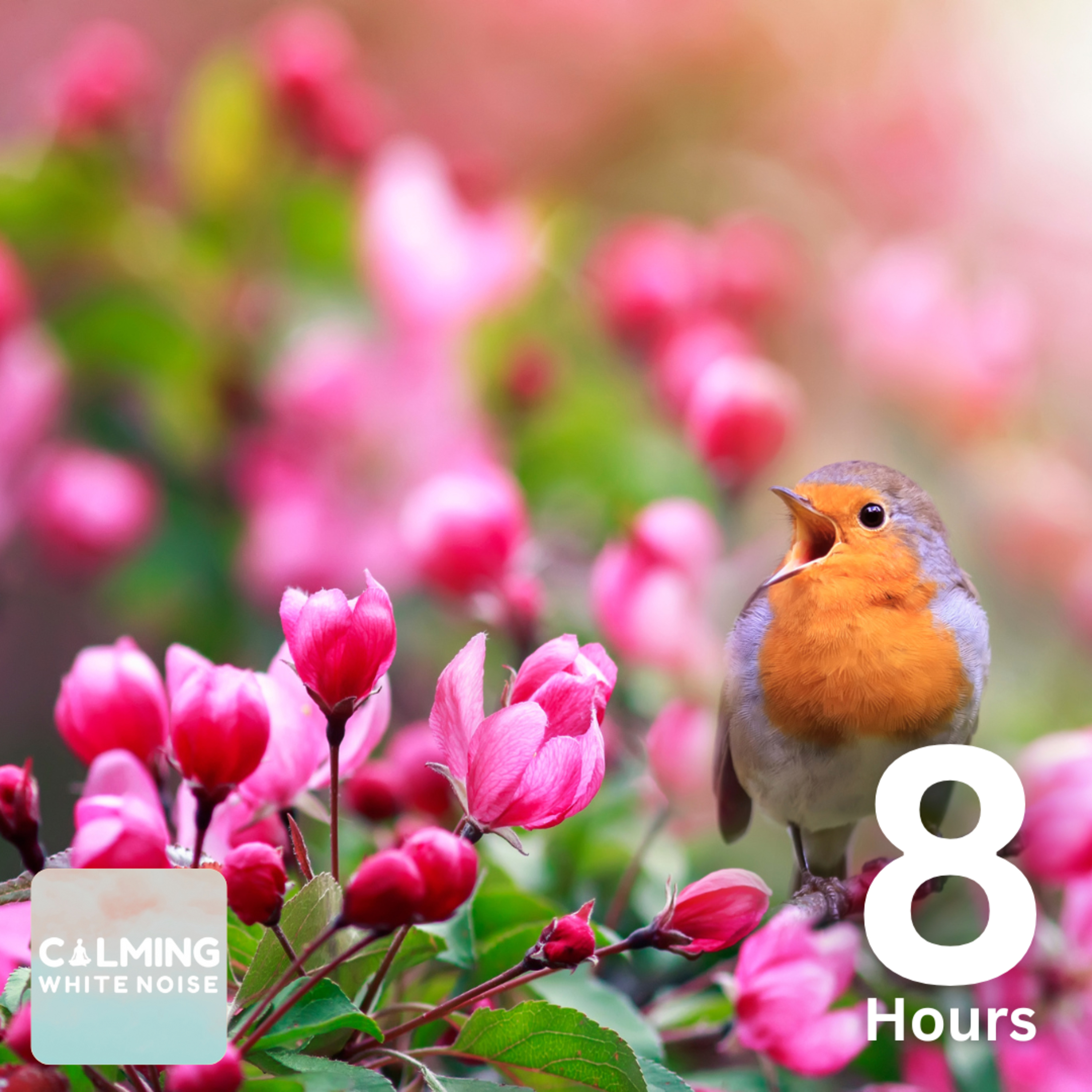 Relieve Stress & Anxiety with Relaxing Forest Birds (8 Hours) | Nature Sounds for Ultimate Relaxation episode artwork