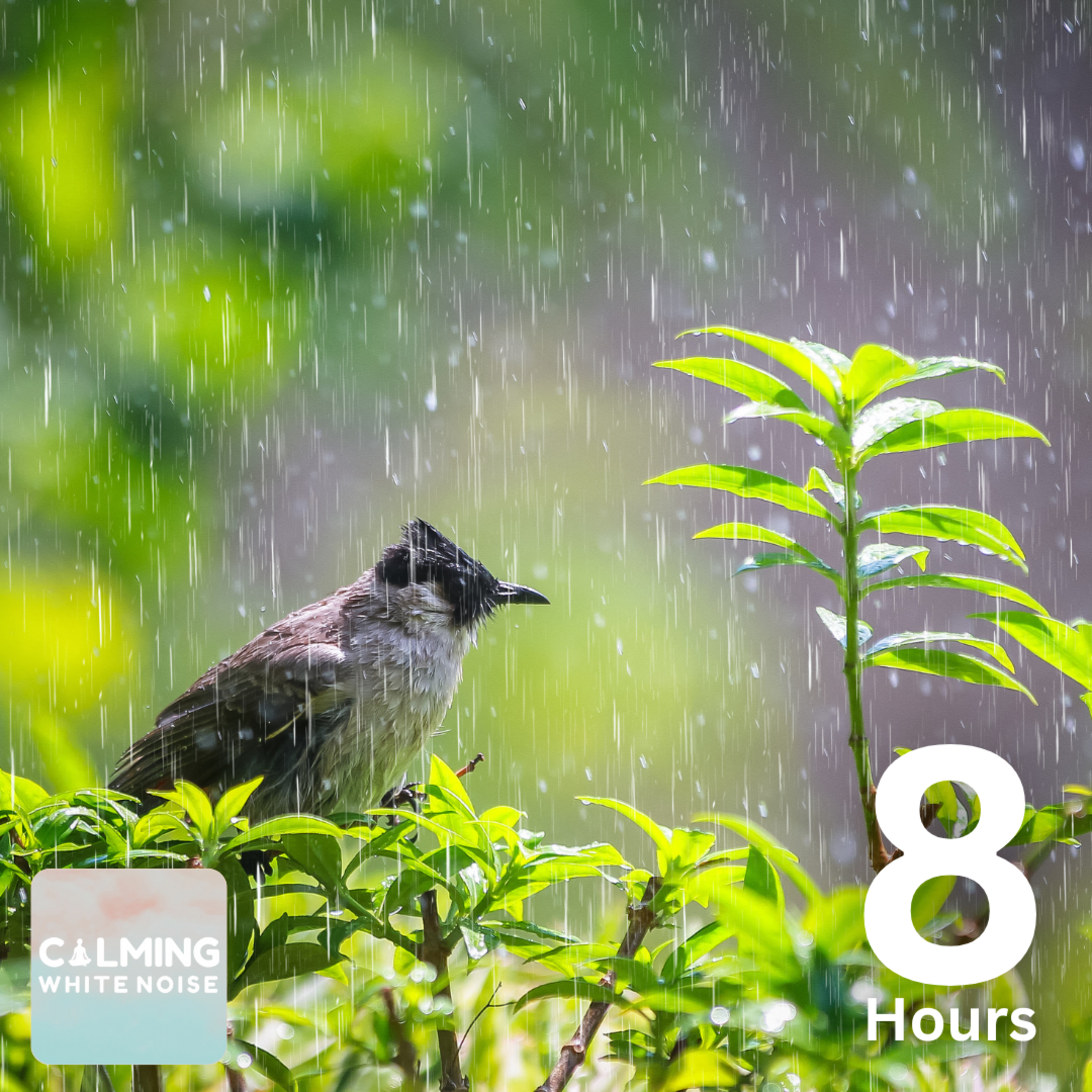 Soothing Rain & Relaxing Birdsong (8 Hours) | Calming Sounds for Sleep and Meditation episode artwork