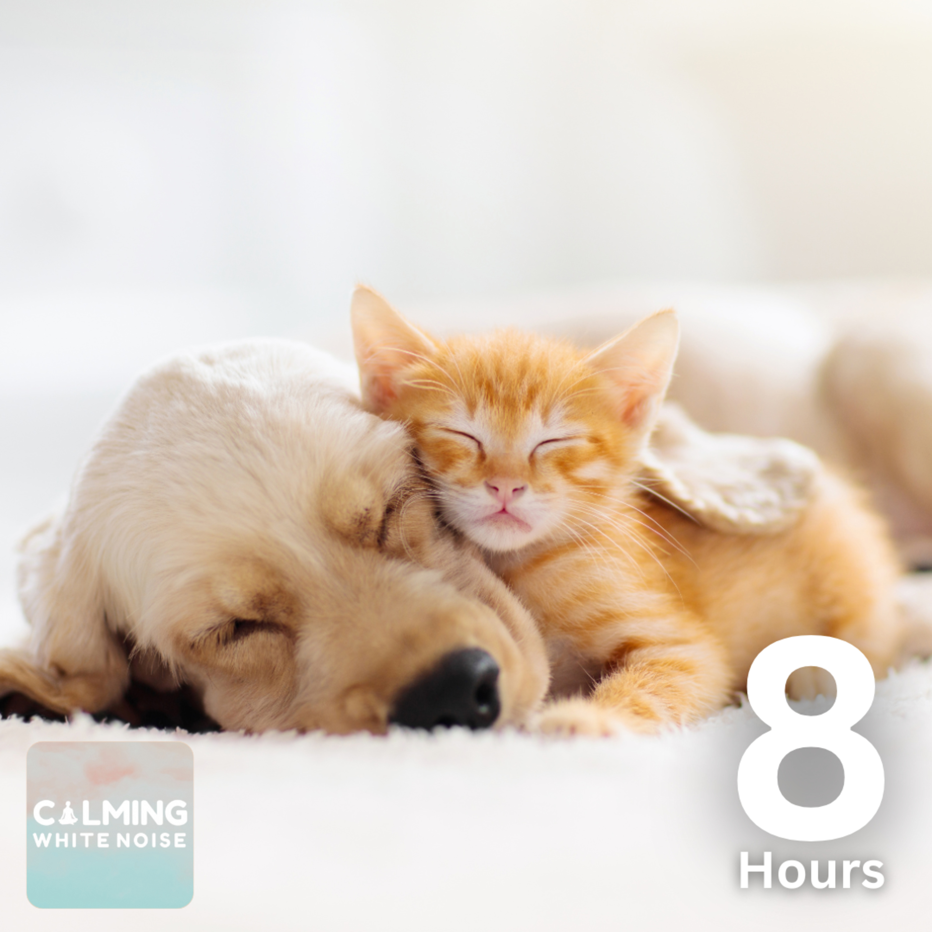 White Noise for Anxious Pets | 8 Hours of Calming Sounds to Soothe Dogs & Cats During Fireworks  episode artwork