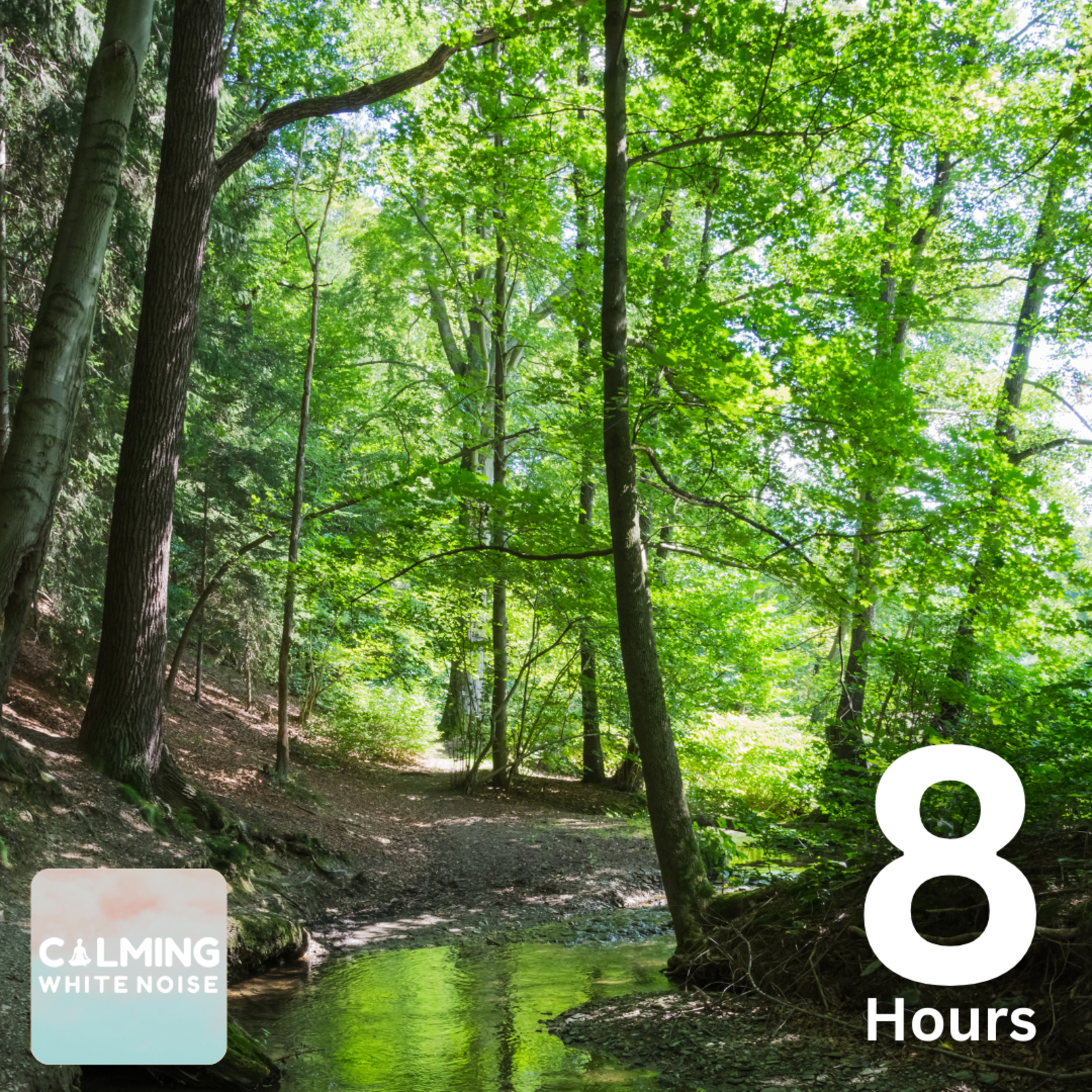 Relaxing Sound of Birds Chirping in the Forest (8 Hours) | Nature Sounds to Fall Asleep episode artwork