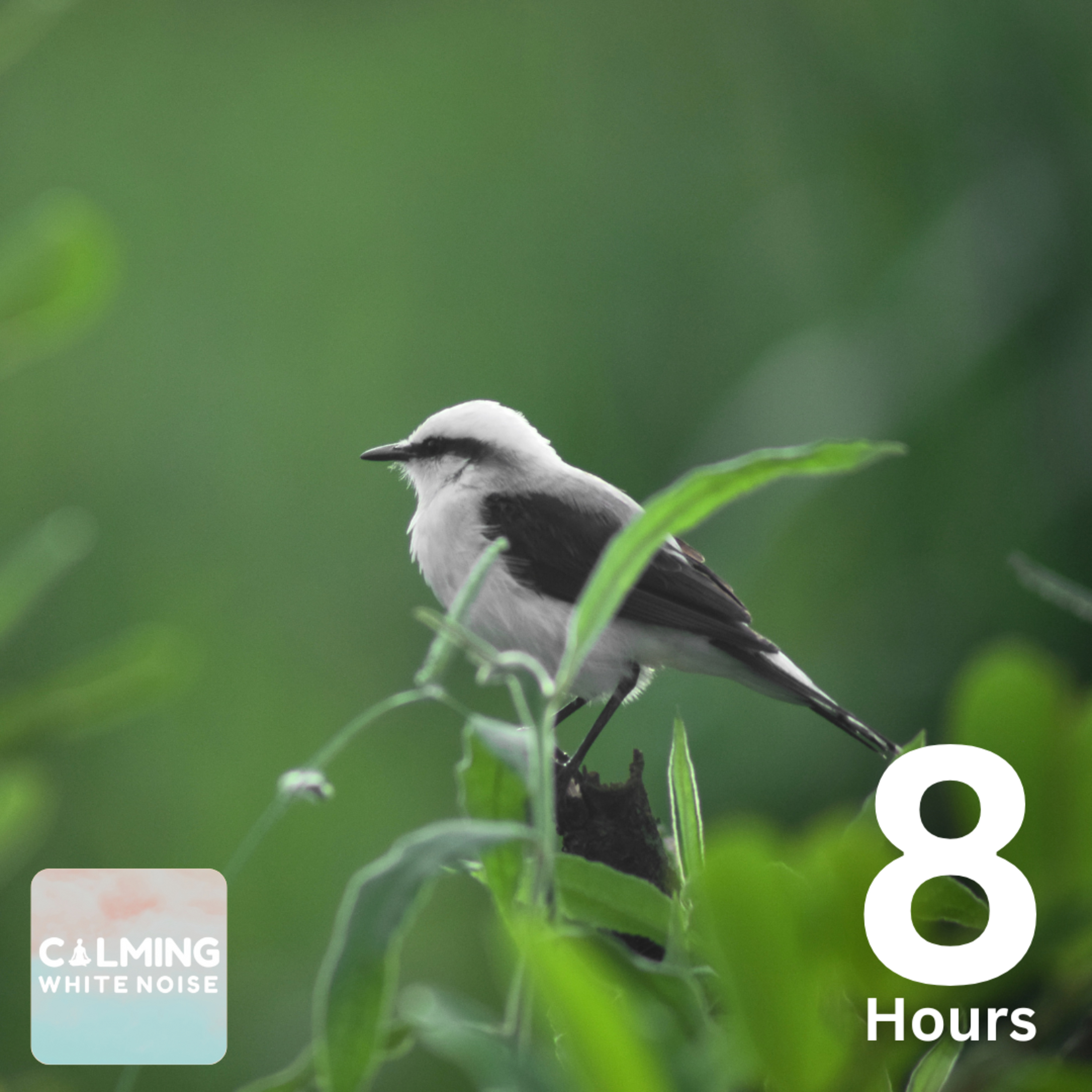 Relaxing Bird Sounds in the Forest (8 Hours) | Nature's Symphony with Waterfall 🐦🌳💦 episode artwork