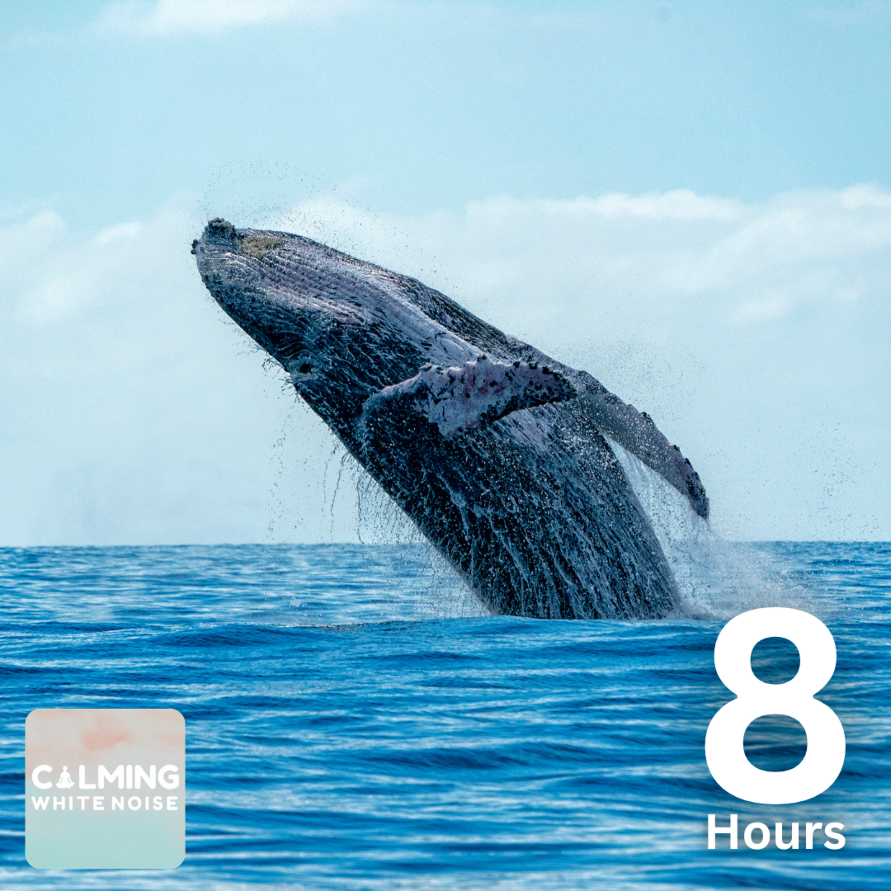 Wild Humpback Whale Sounds (8 Hours) | Relaxing Background Noise for Sleep